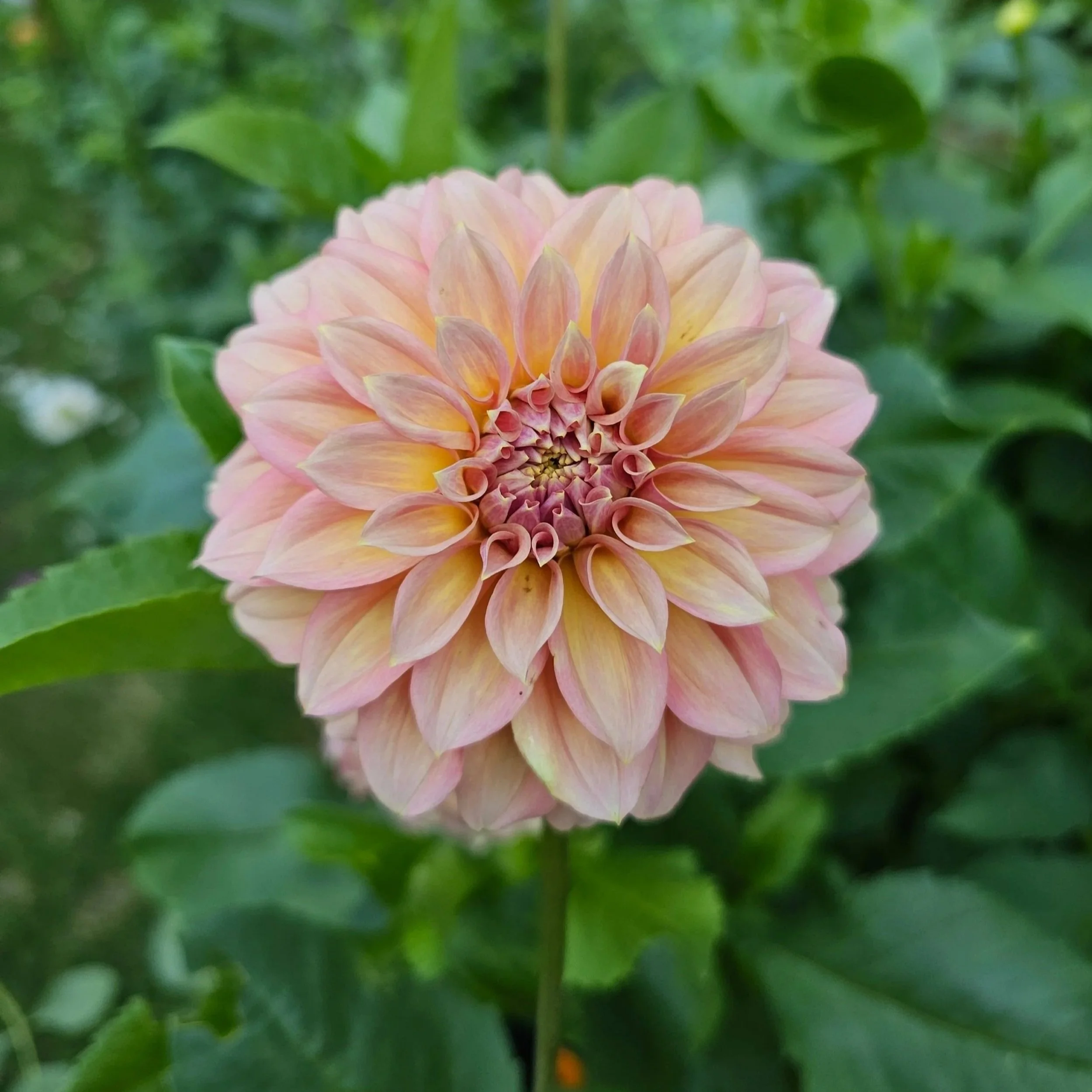 RM Golden Hour Dahlia