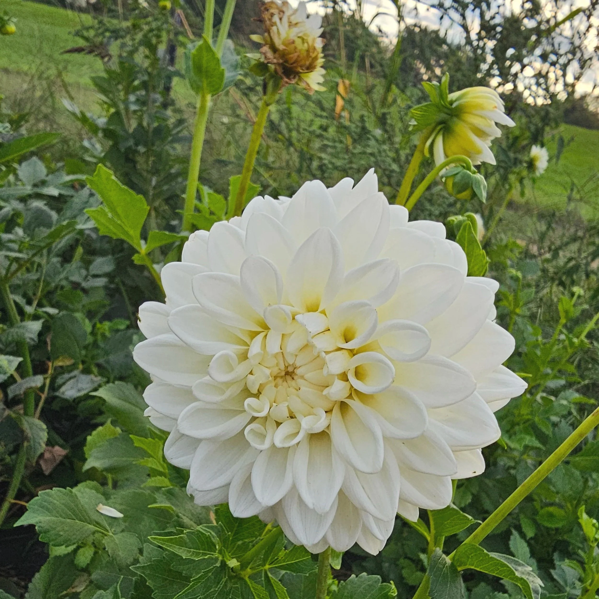Blizard Dahlia