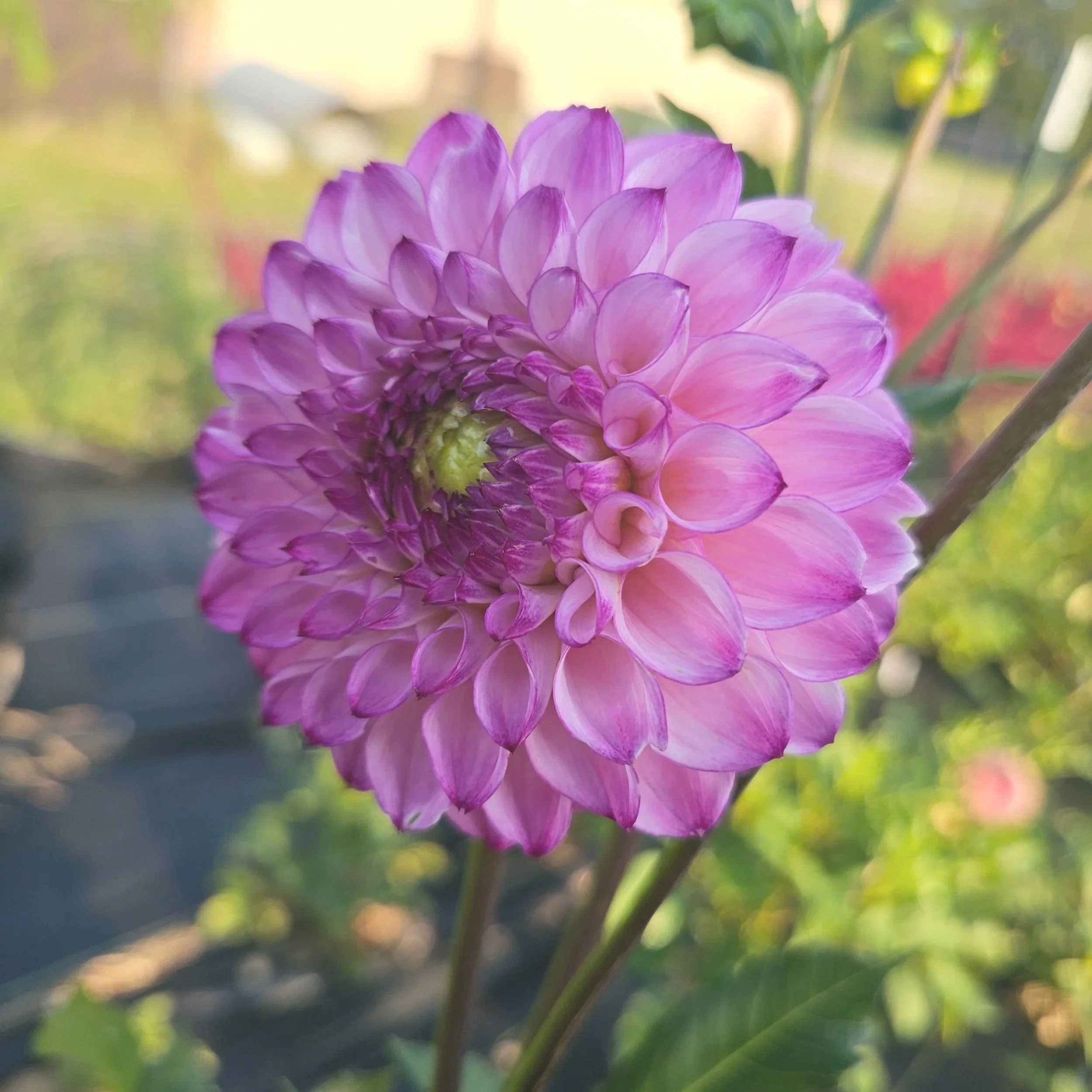 Hilltop Glo Dahlia