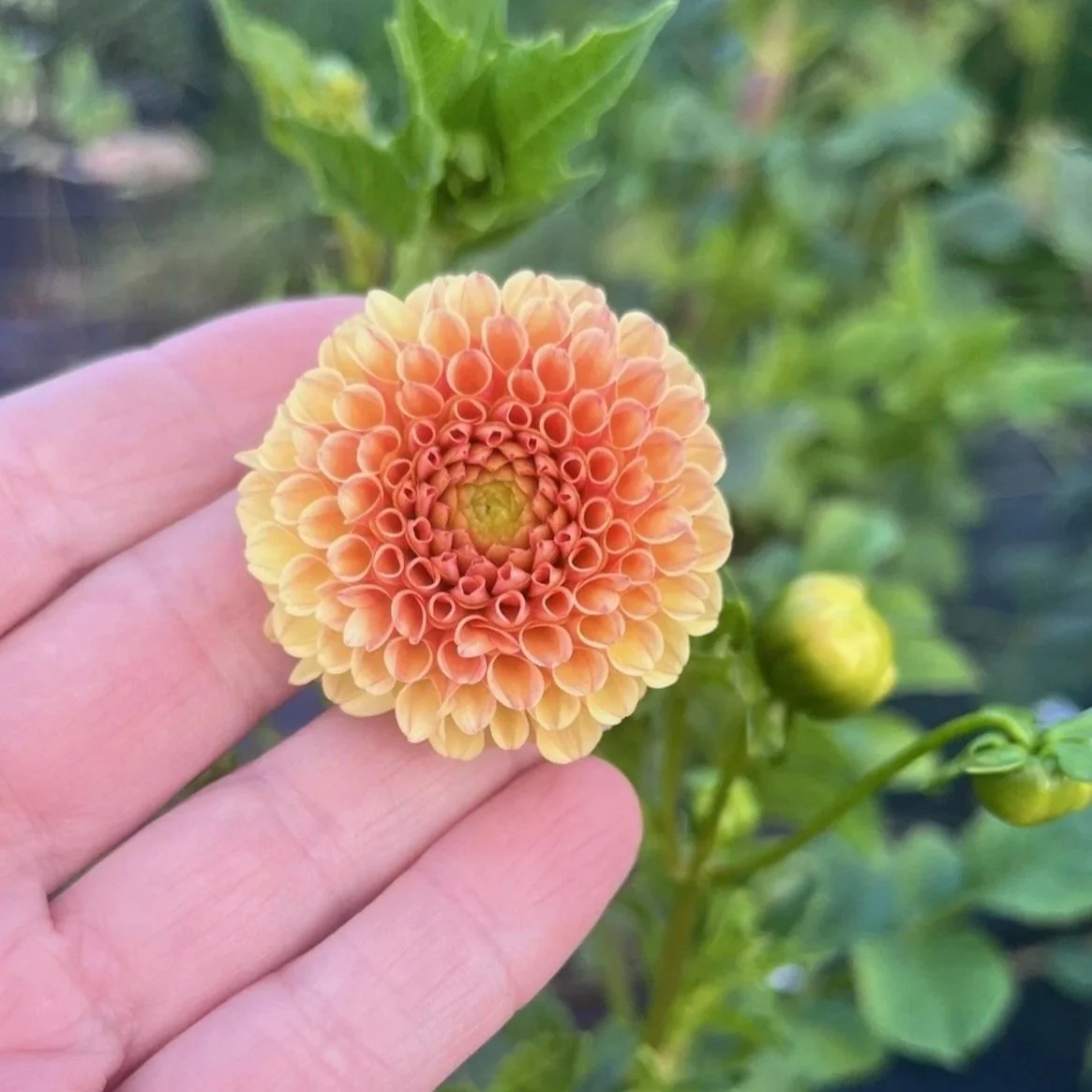 Ginger Willo Dahlia