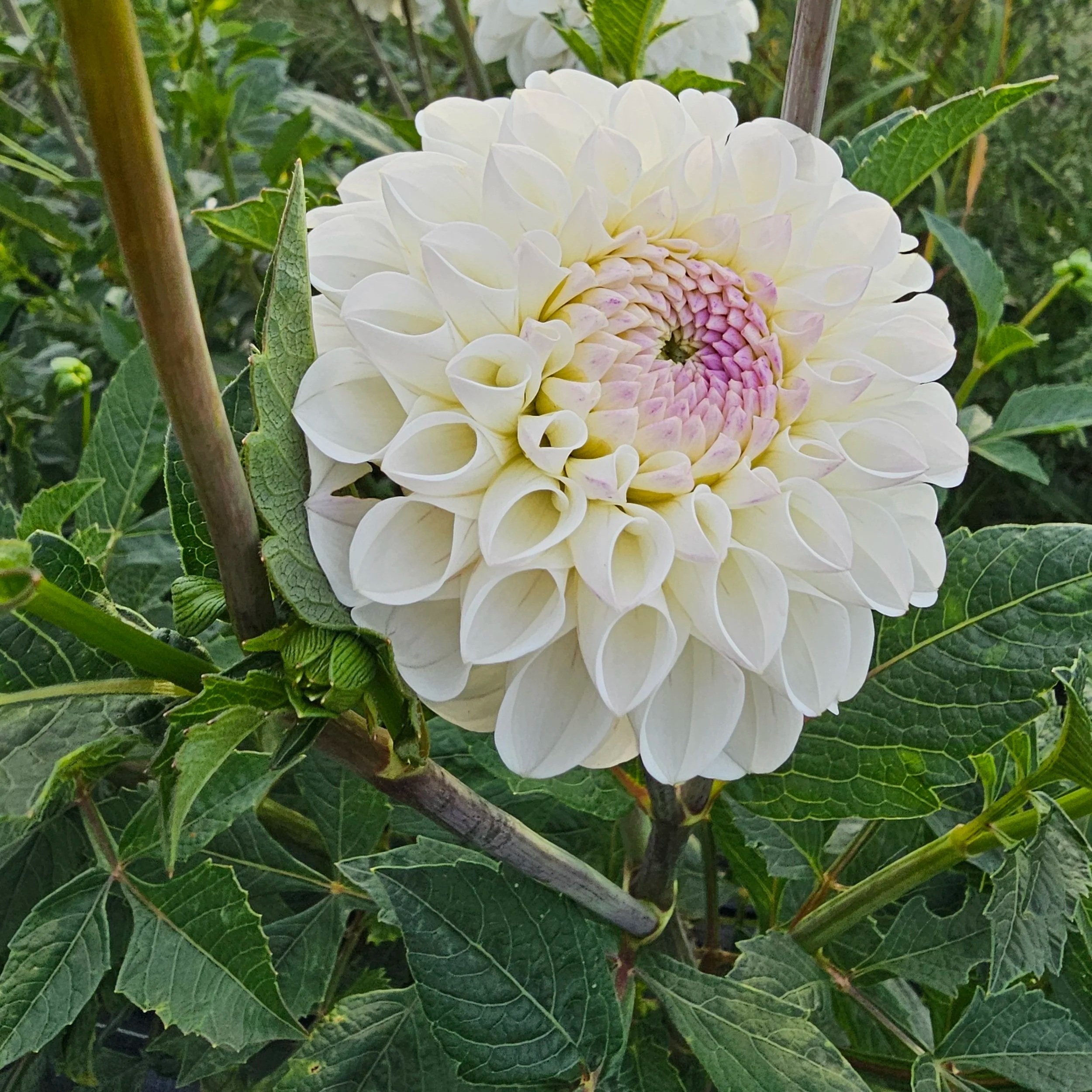 Ferncliff Bride Dahlia