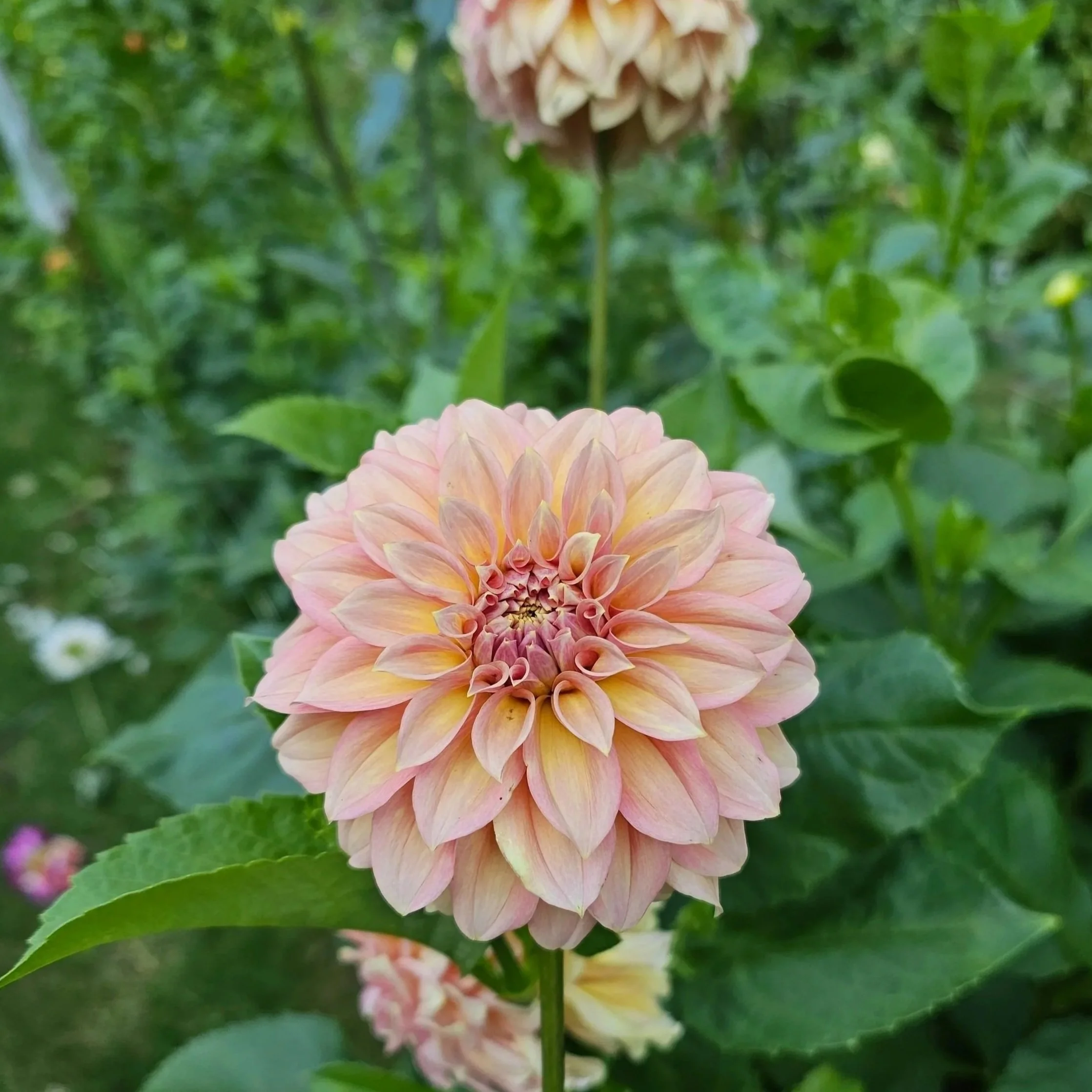 RM Golden Hour Dahlia