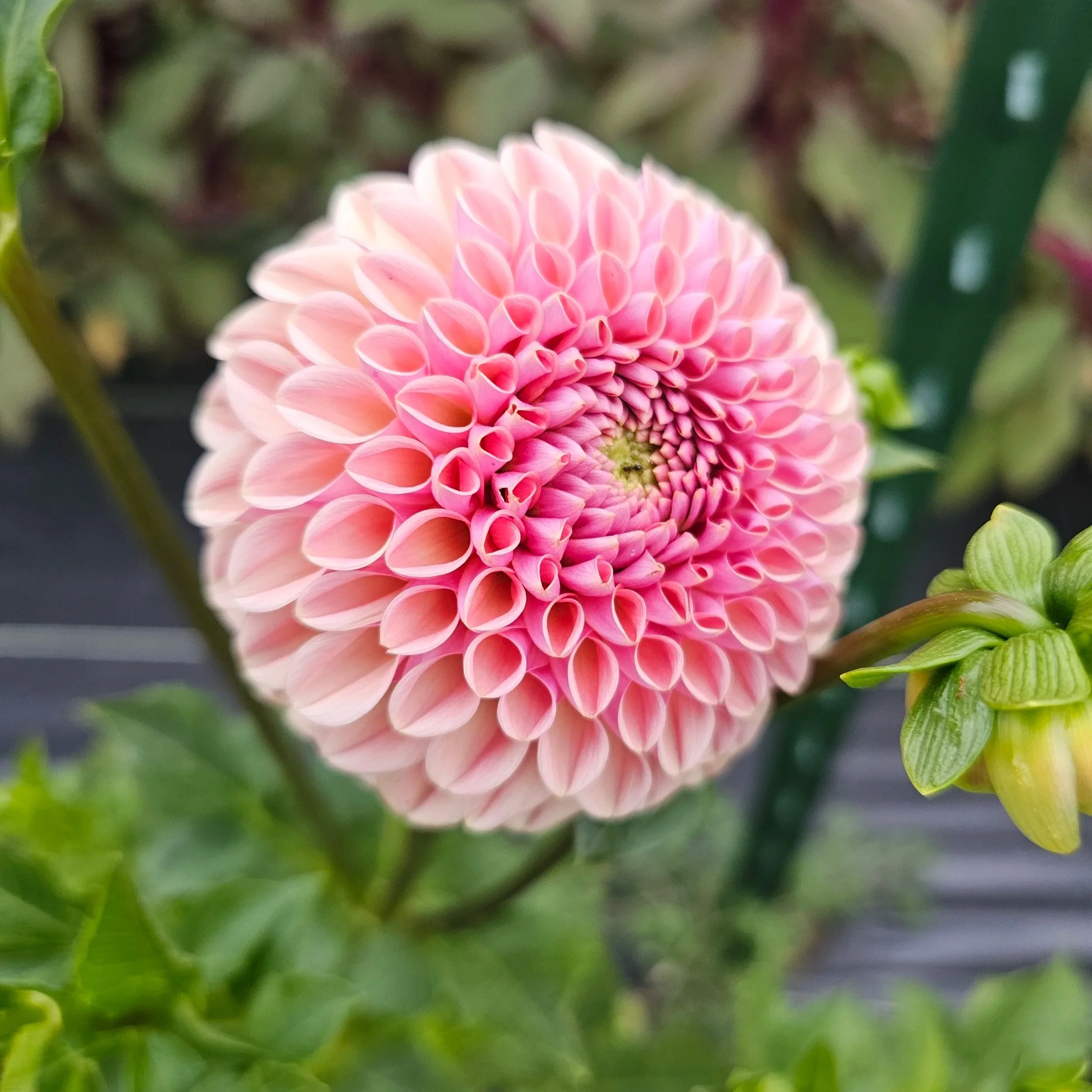 Valley Tawny Dahlia