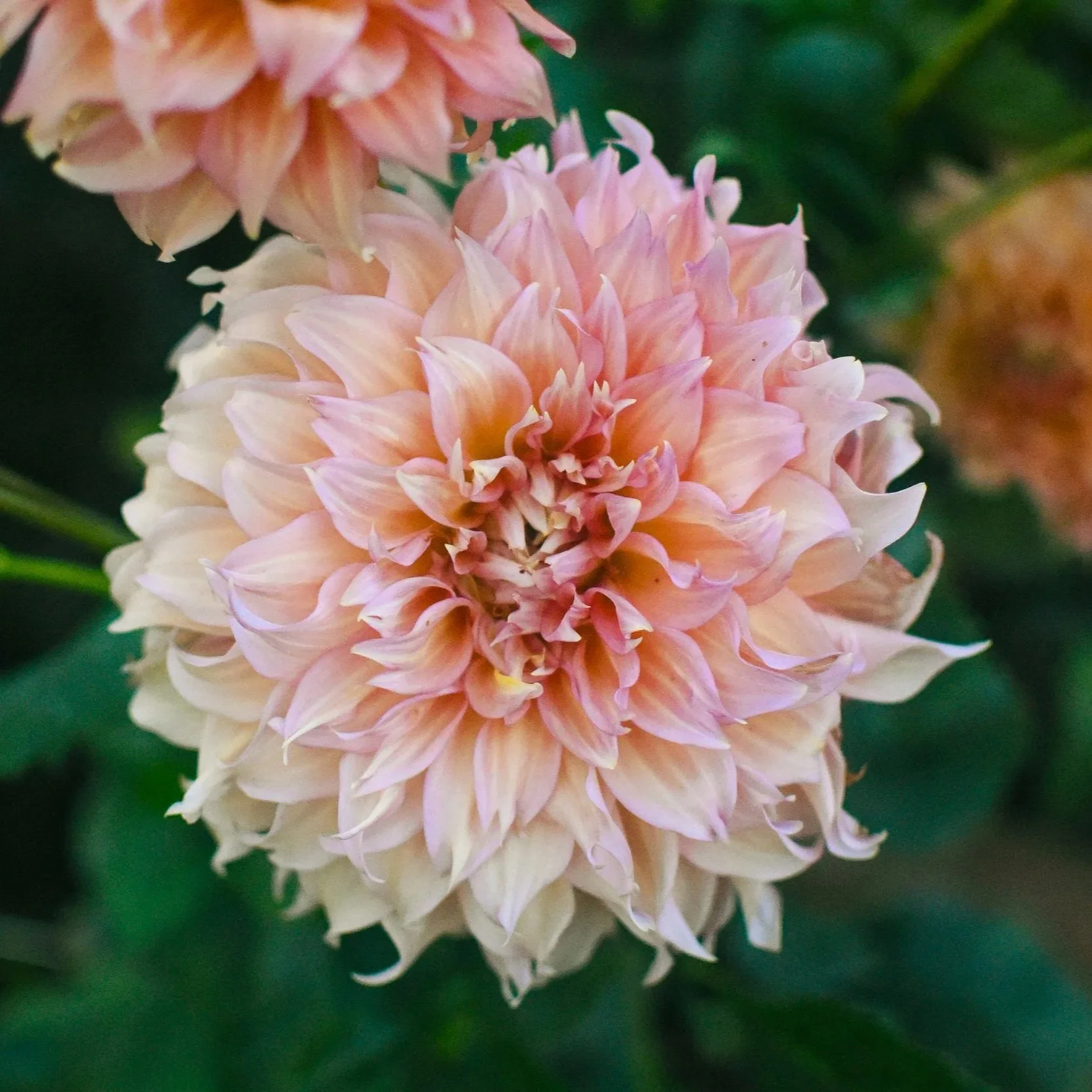 Summer Rain Dahlia