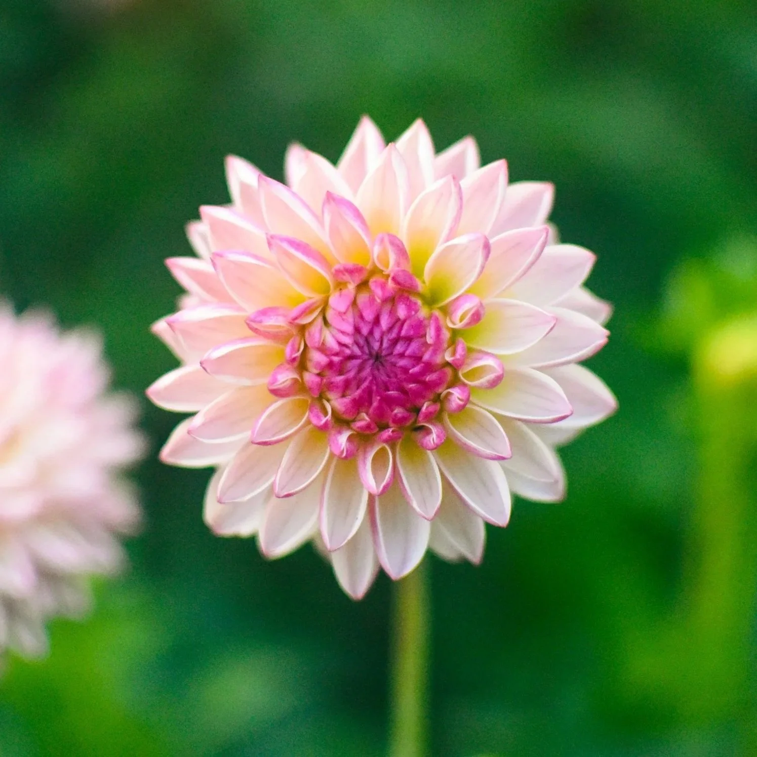 Valley Porcupine Dahlia