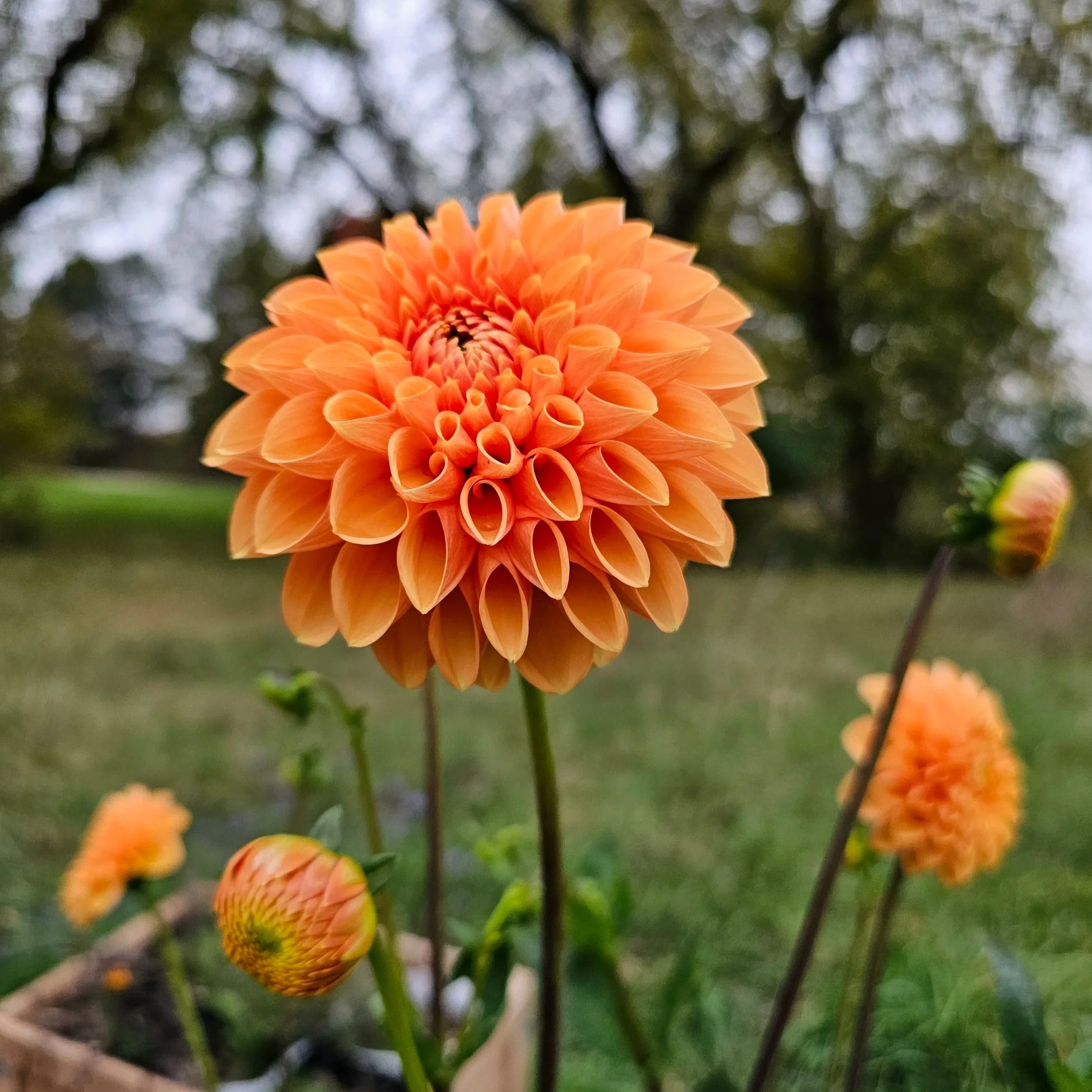 Maarn (Sylvia) Dahlia