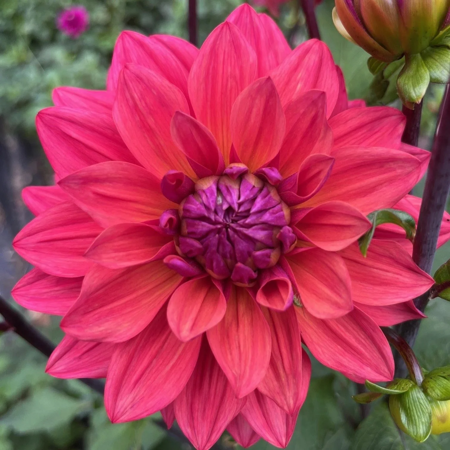 American Dawn Dahlia