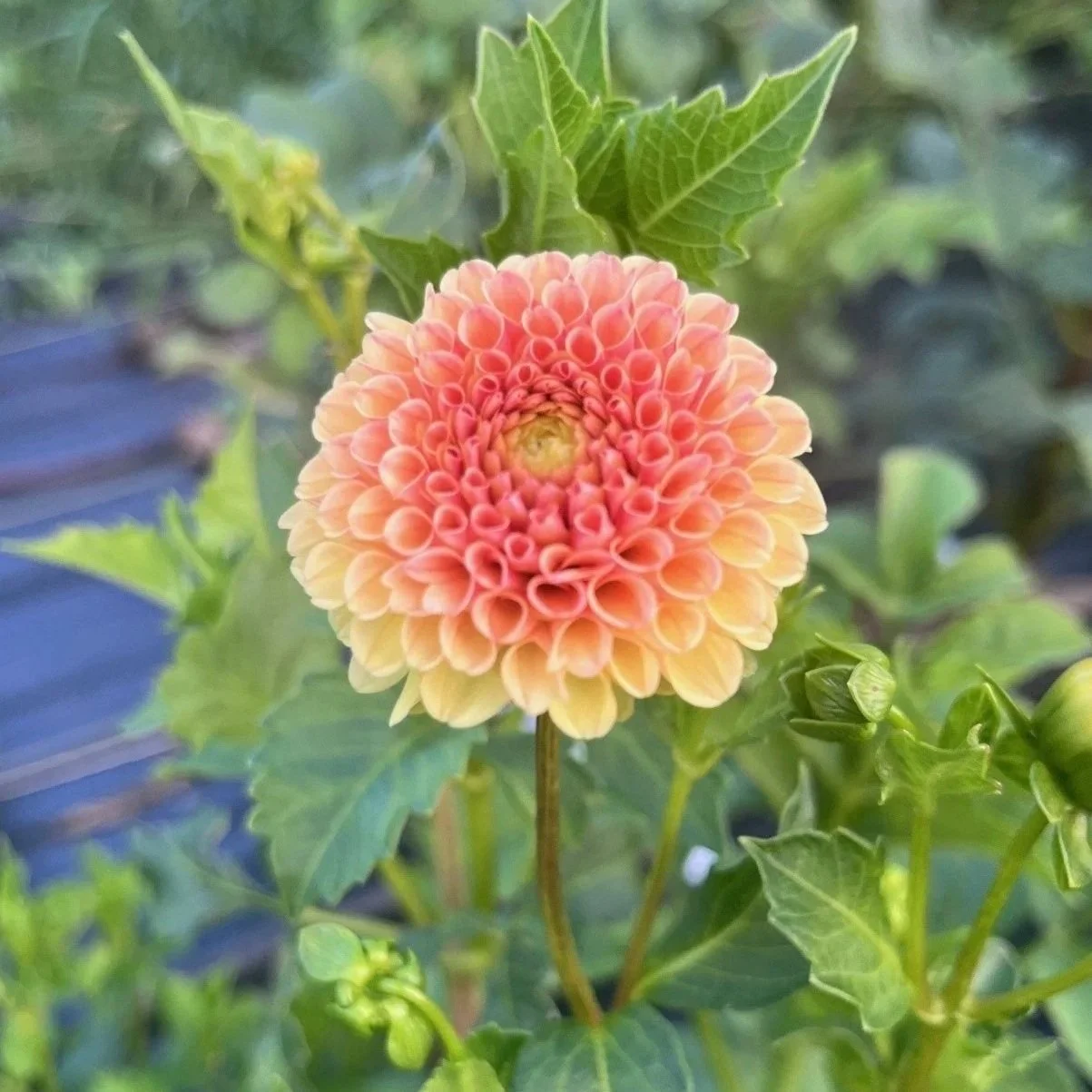 Ginger Willo Dahlia