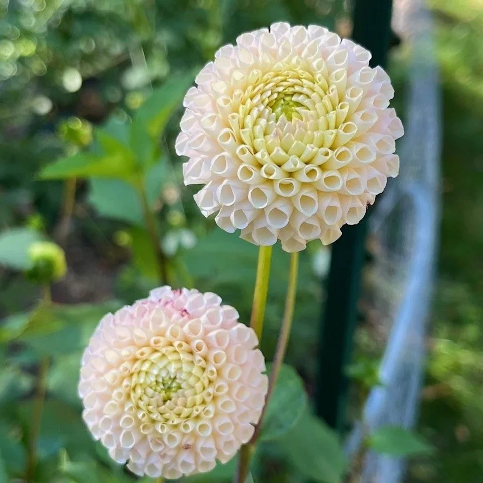 Irish D Porter Dahlia