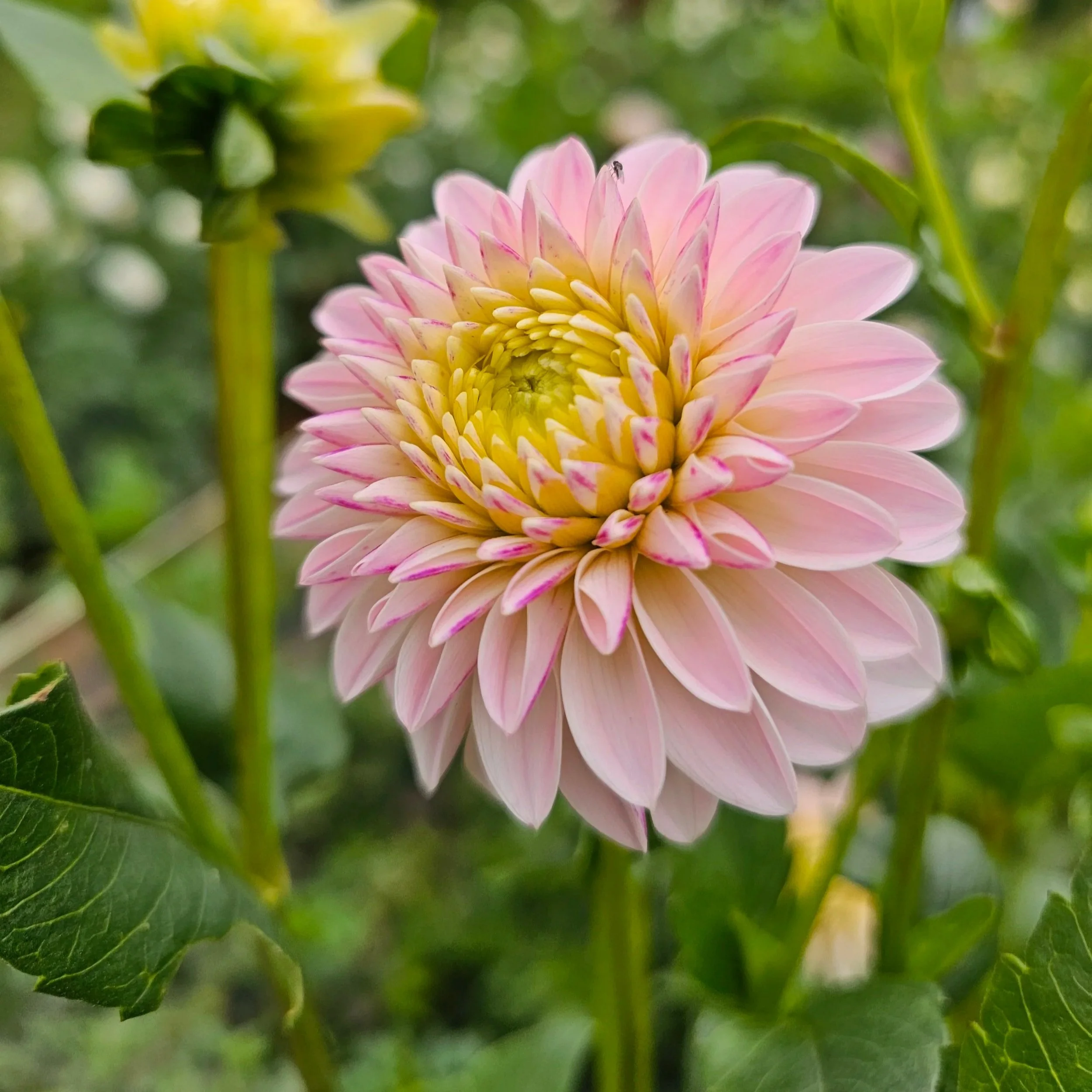 RM Parfait Dahlia