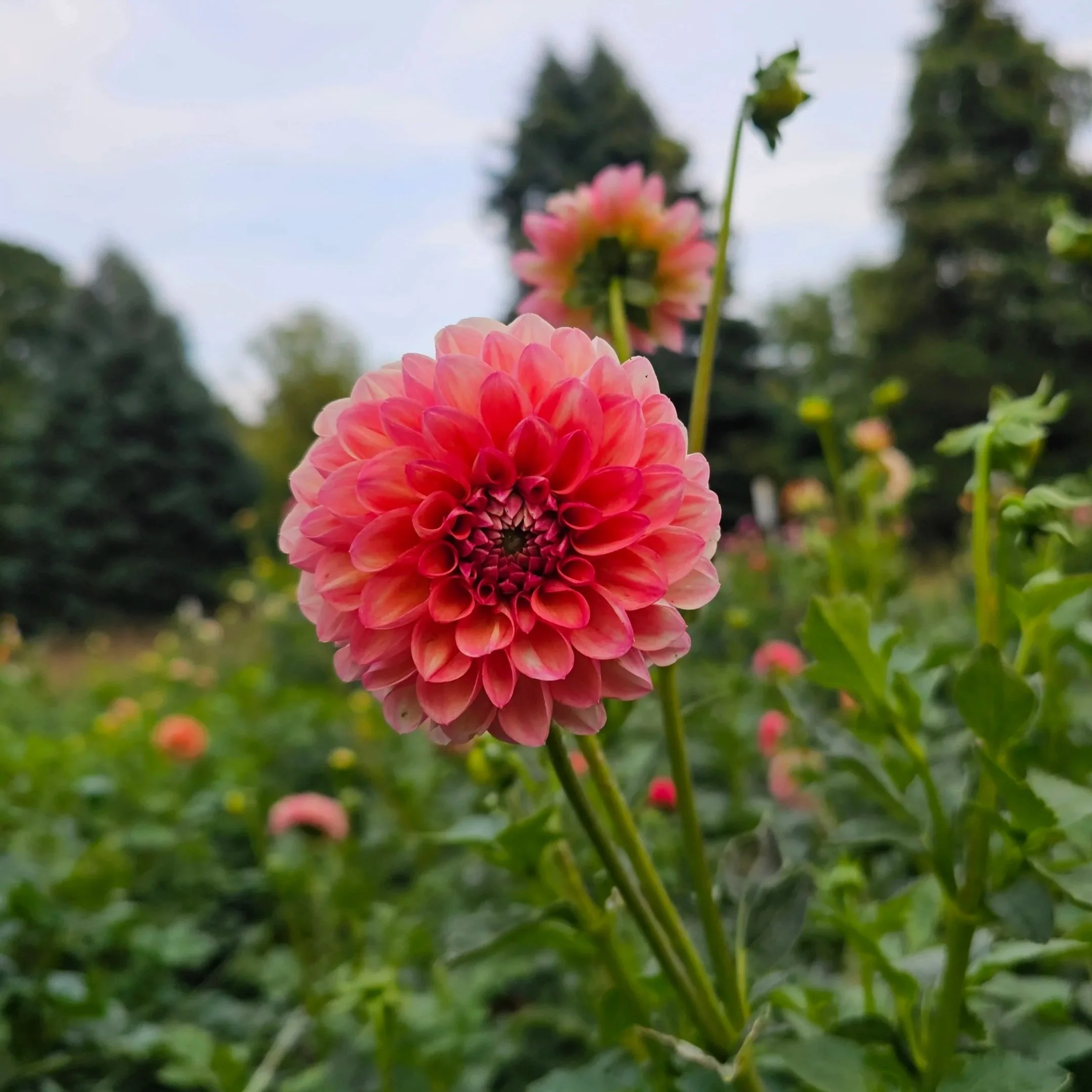 Cecil Dahlia