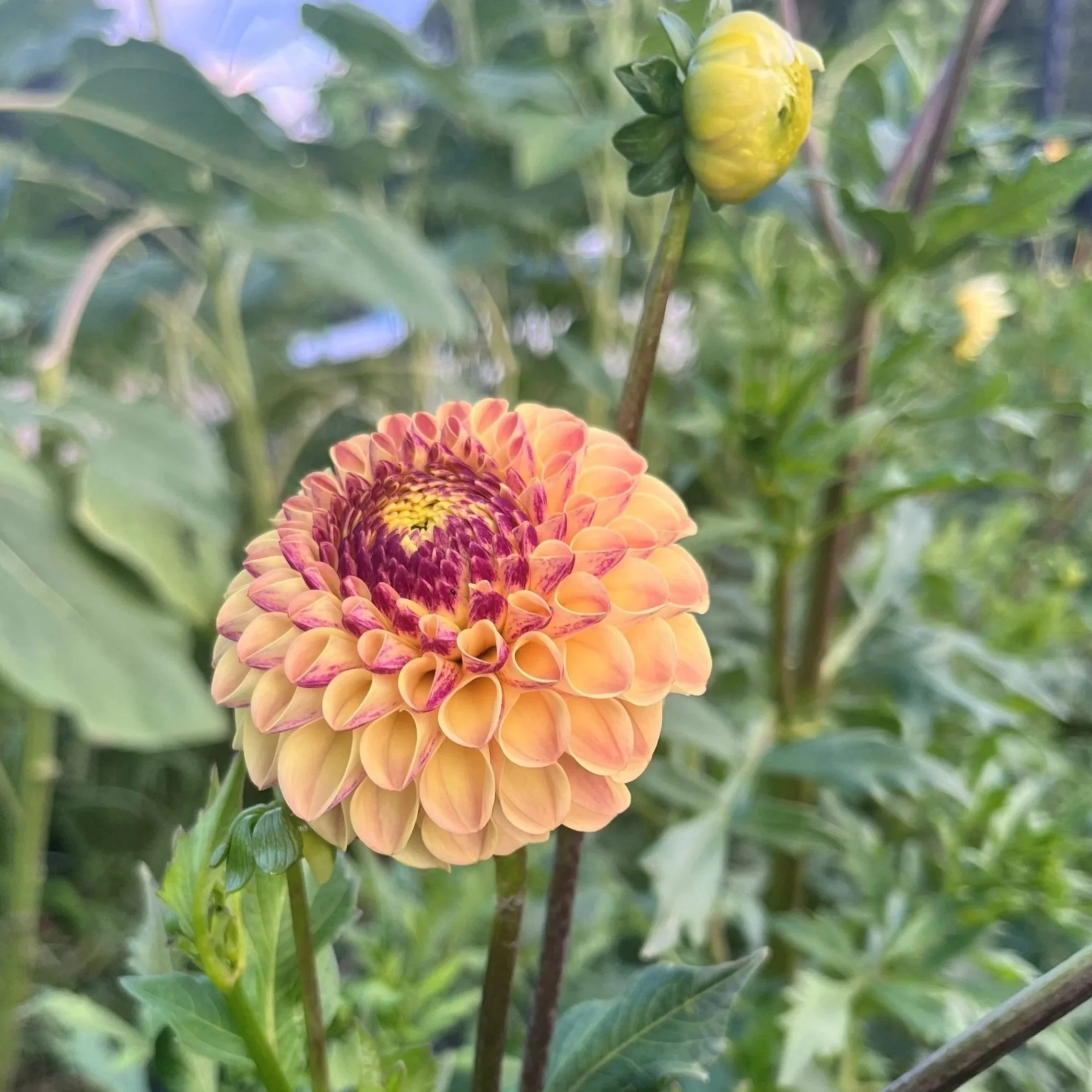 Ferncliff Spice Dahlia