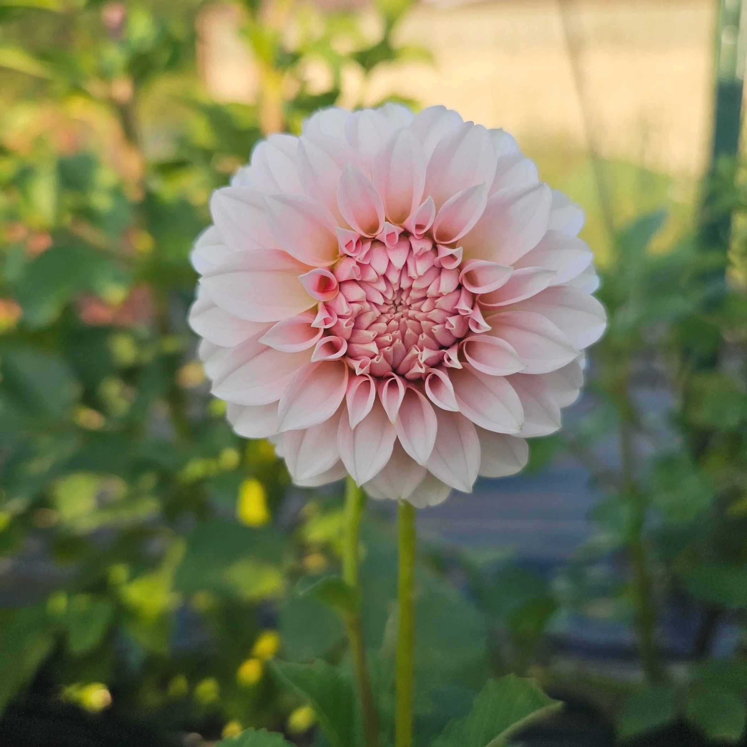 Peaches N Cream Dahlia