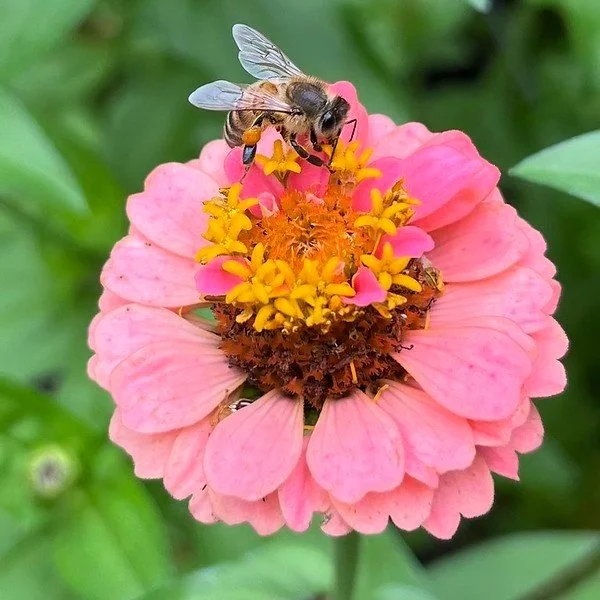 Honey bee collecting pollen on a pink zinnia
