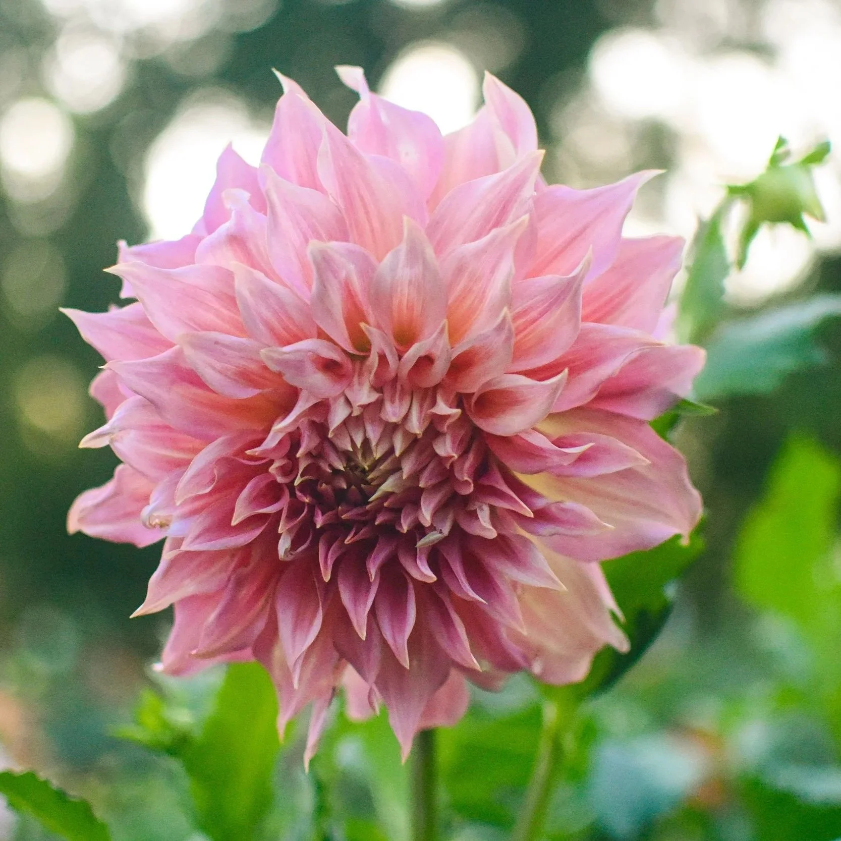 Penhill Watermelon Dahlia