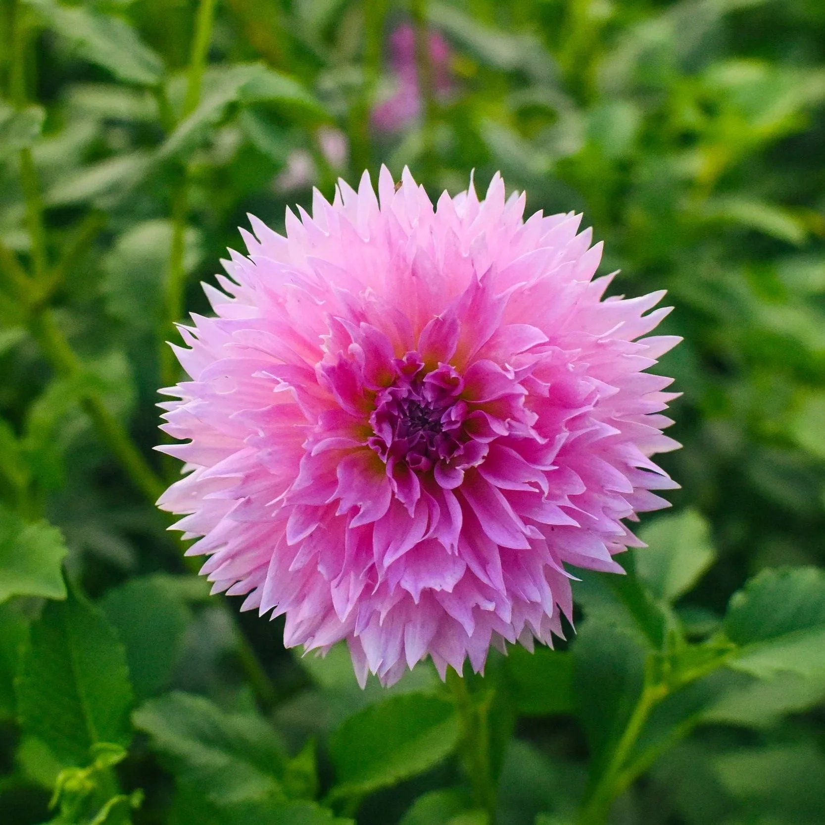 Lee's Dragon Fruit Fizz Dahlia