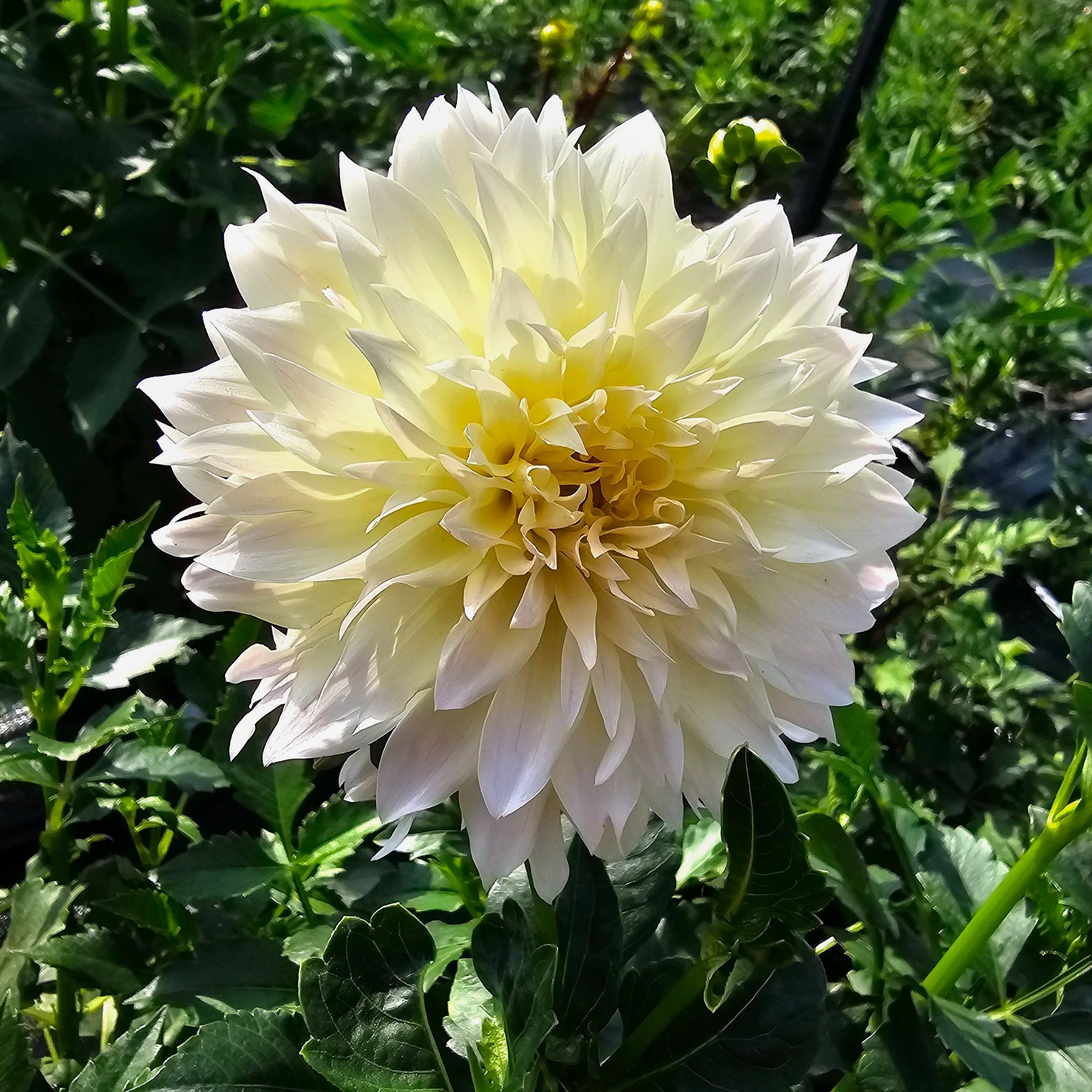 Tahoma Early Dawn Dahlia
