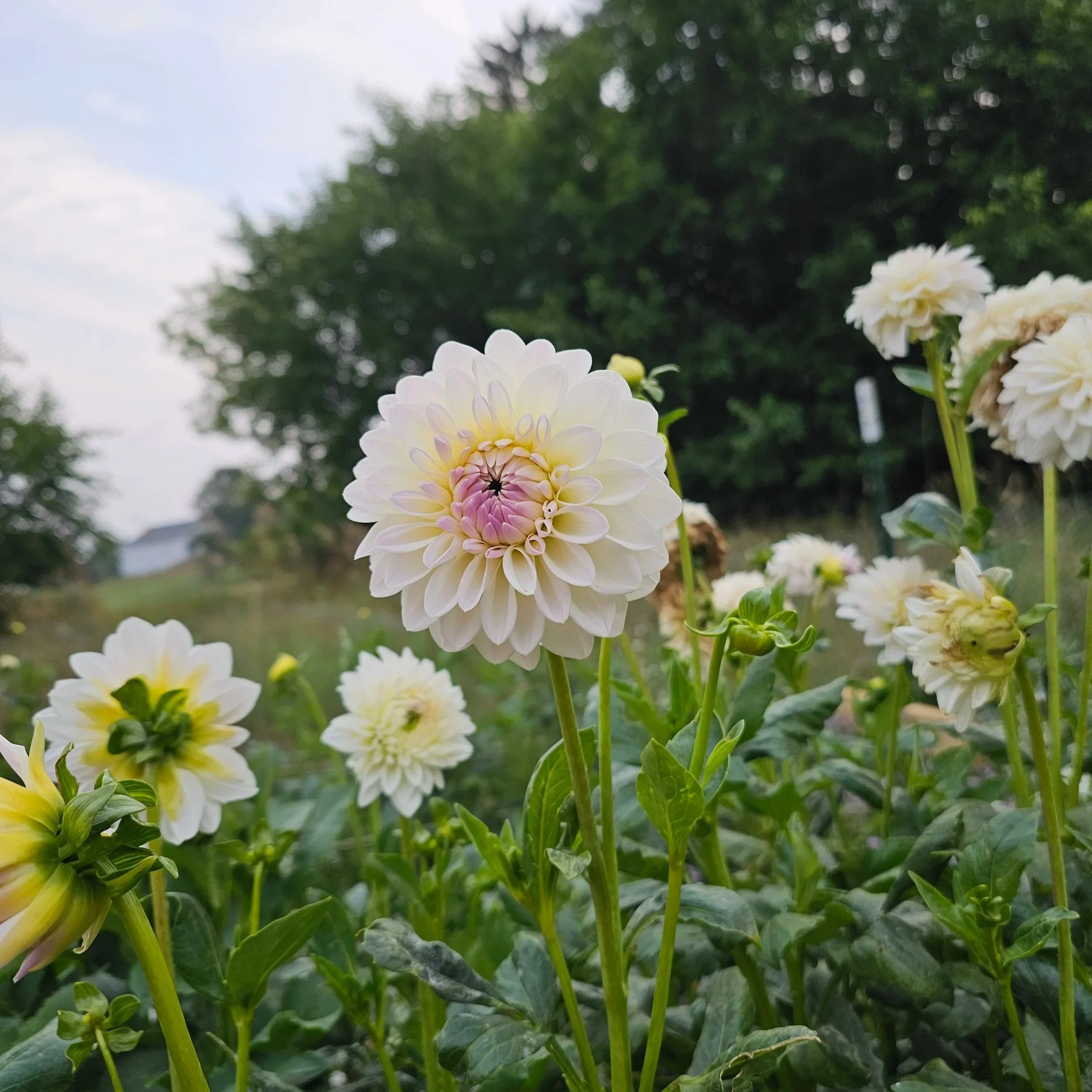 Narrows Ryder Dahlia