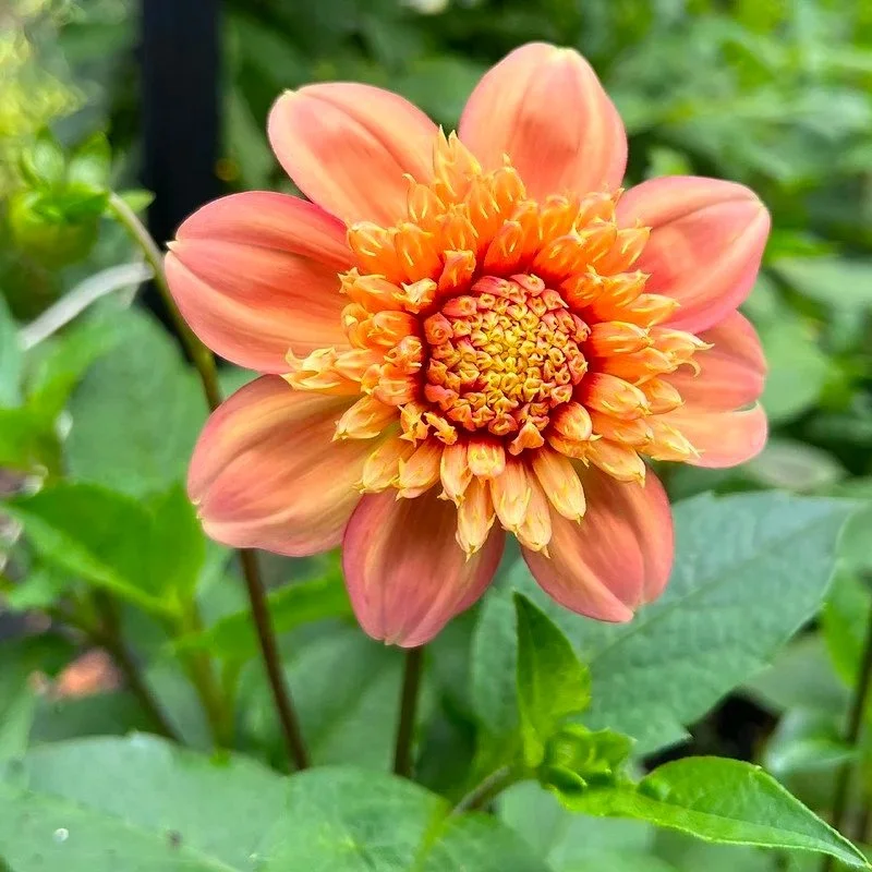 Sandia Brocade Dahlia