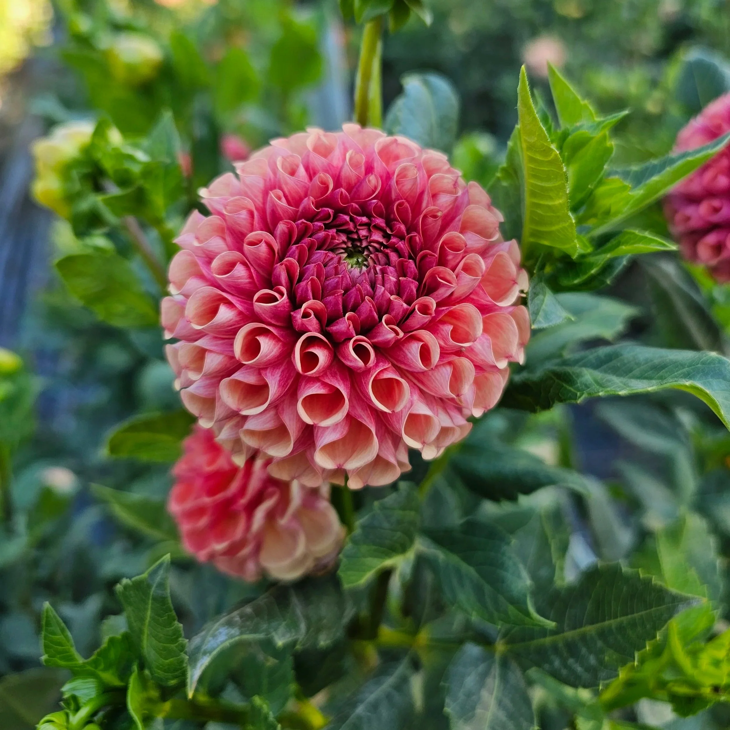 Burfoot Pasta Dahlia