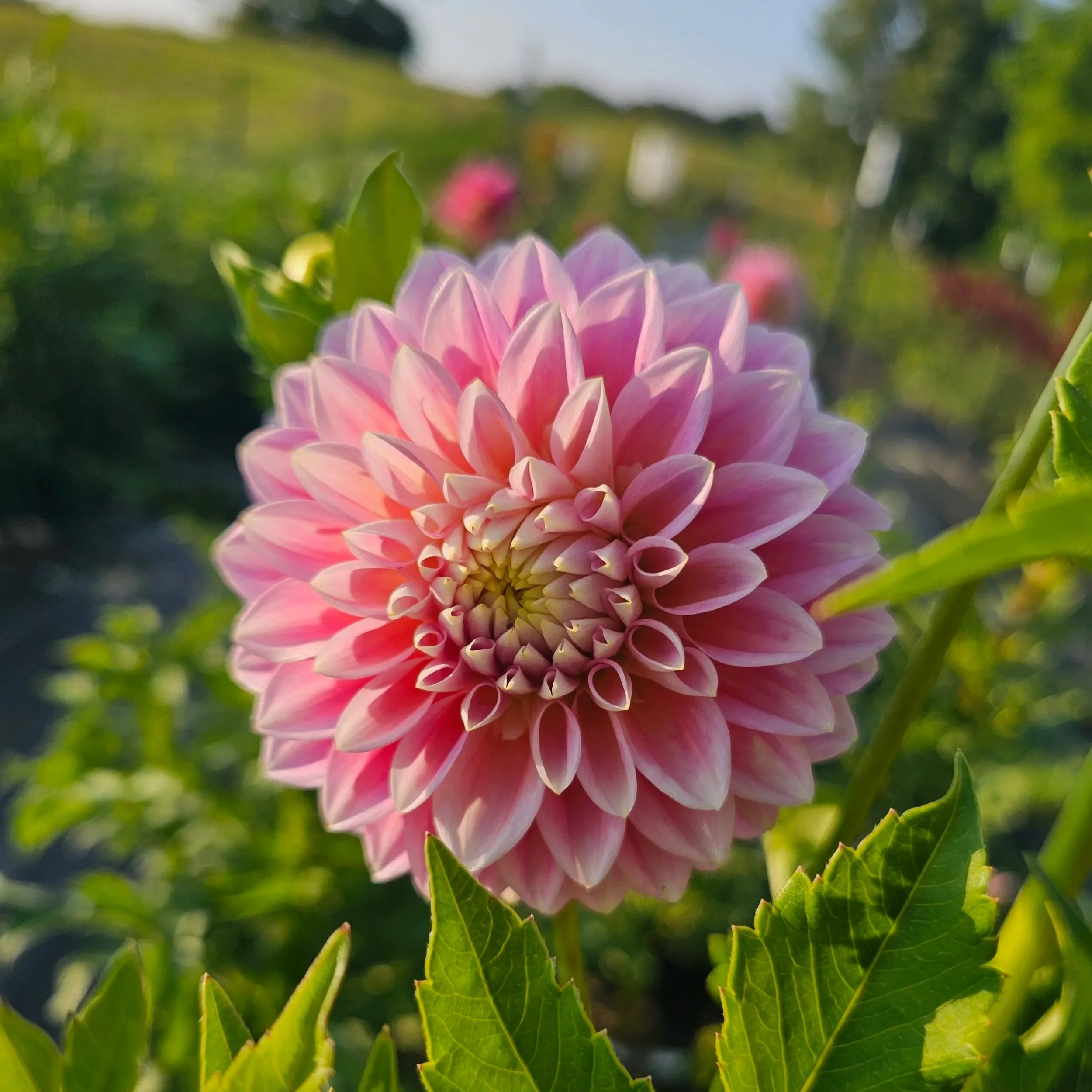 Sugartown Sunrise Dahlia