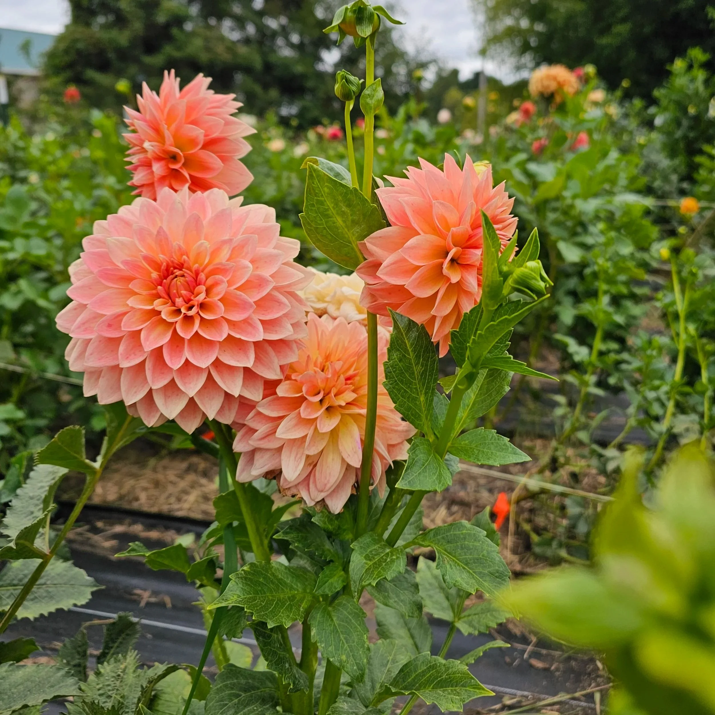 Hamilton Lillian Dahlia