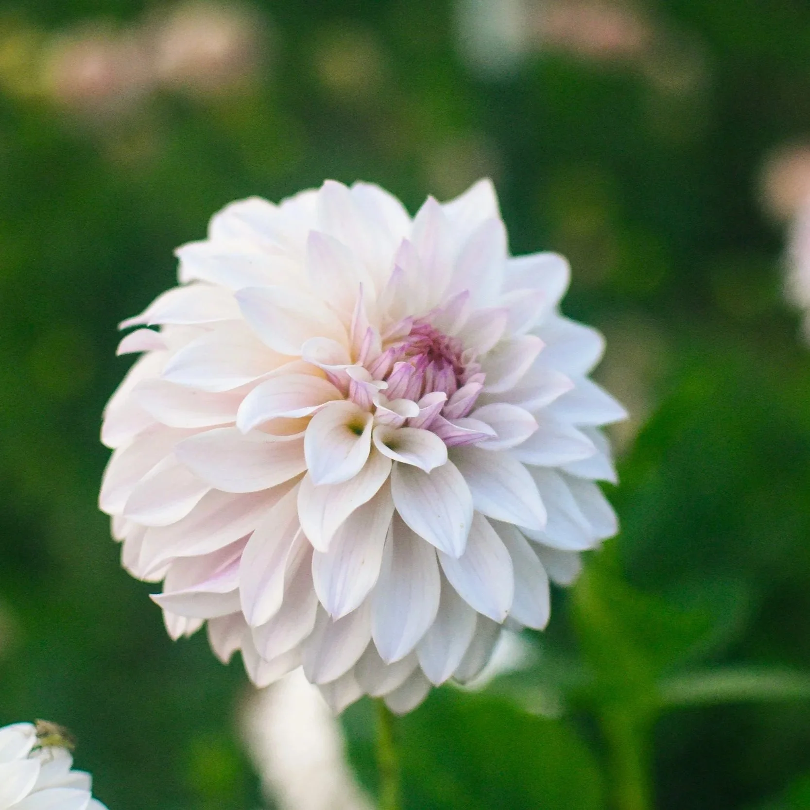 Bloomquist Compare Dahlia