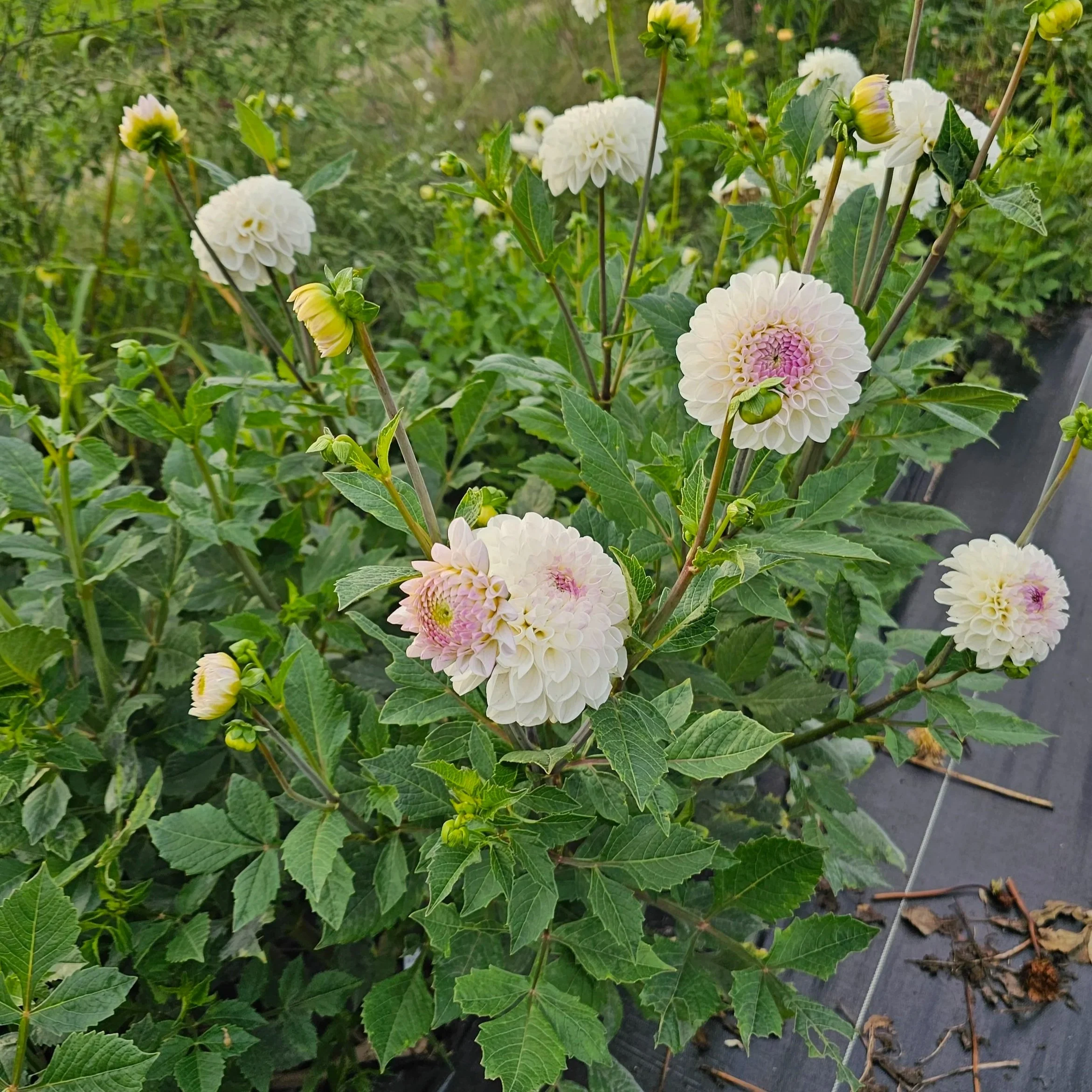 Ferncliff Bride Dahlia