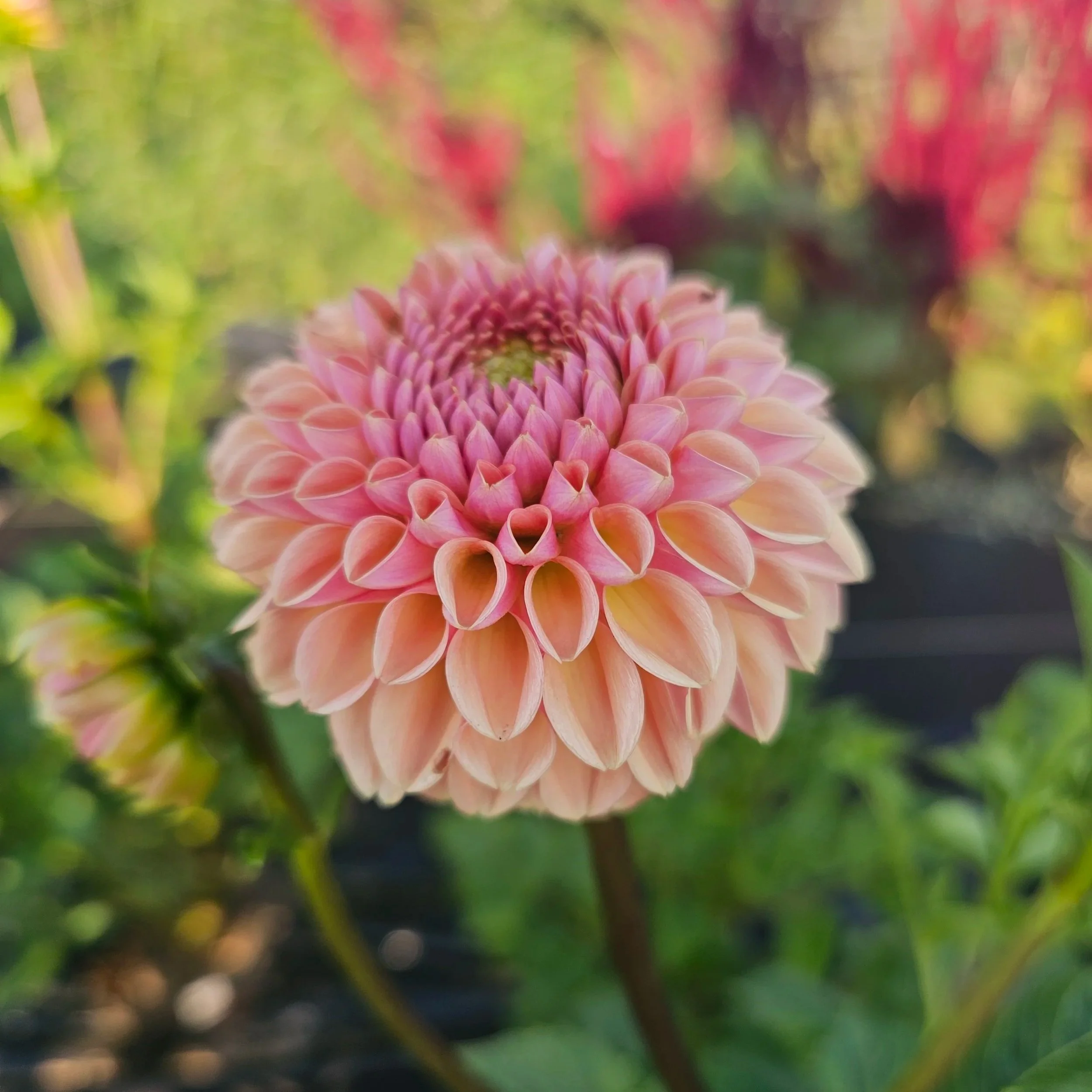 Valley Tawny Dahlia