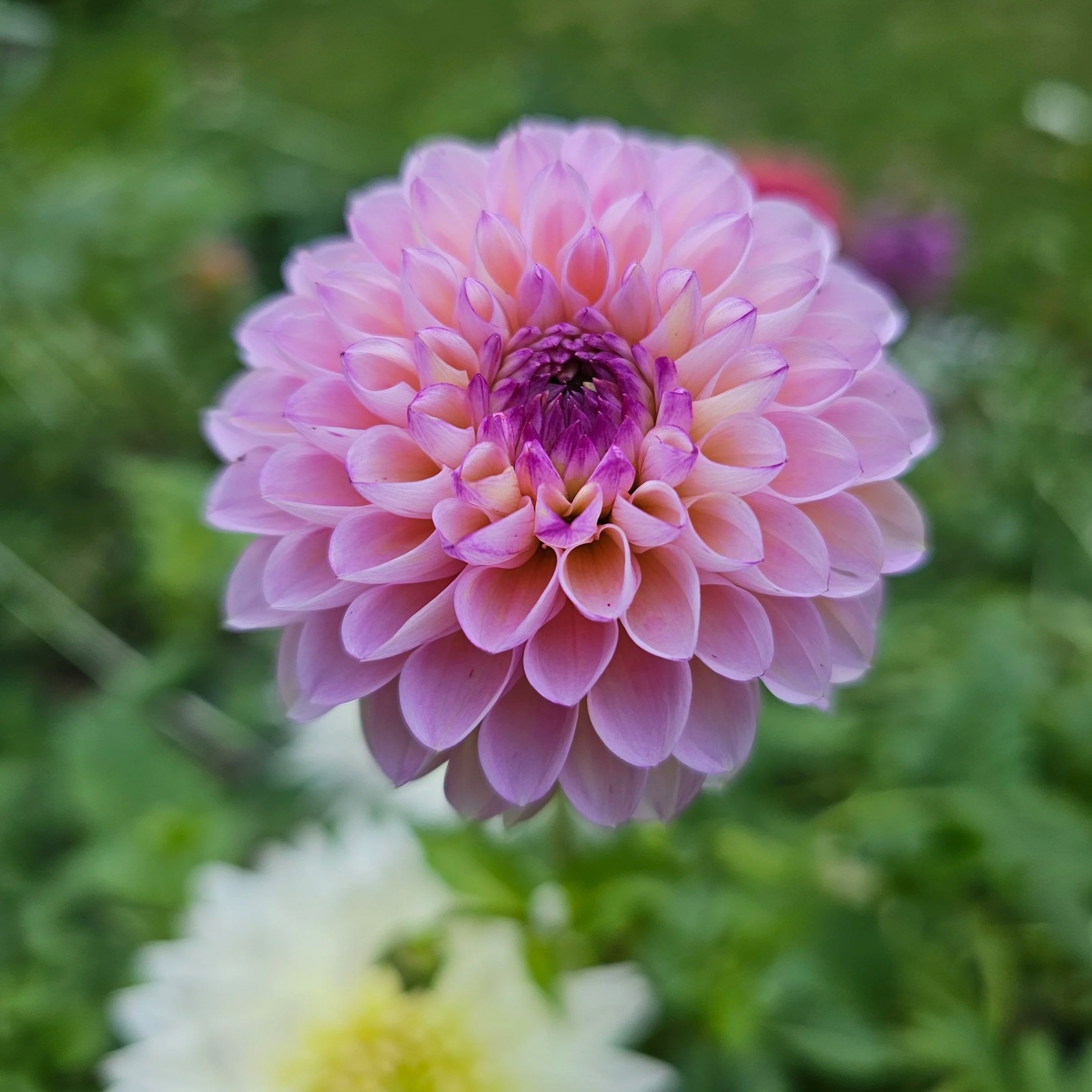 Wine Eyed Jill Dahlia