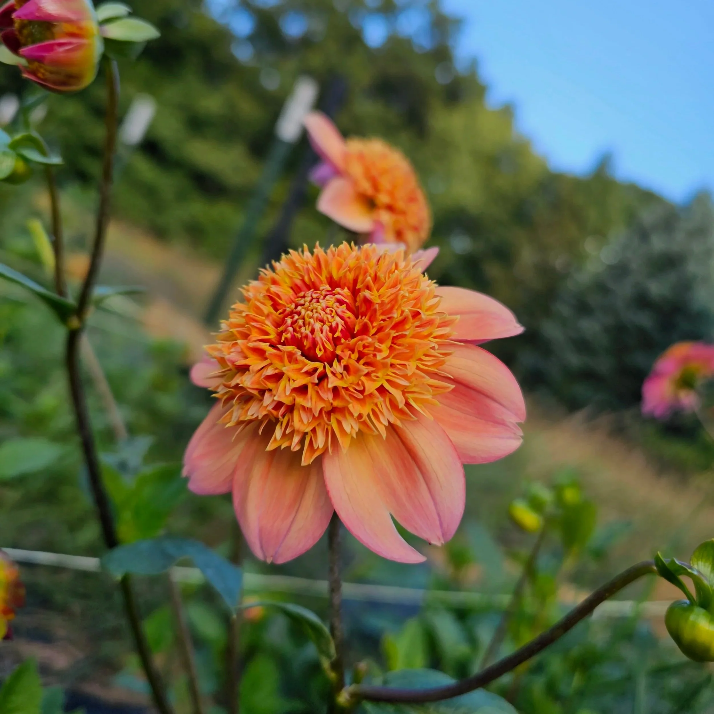 Sandia Brocade Dahlia