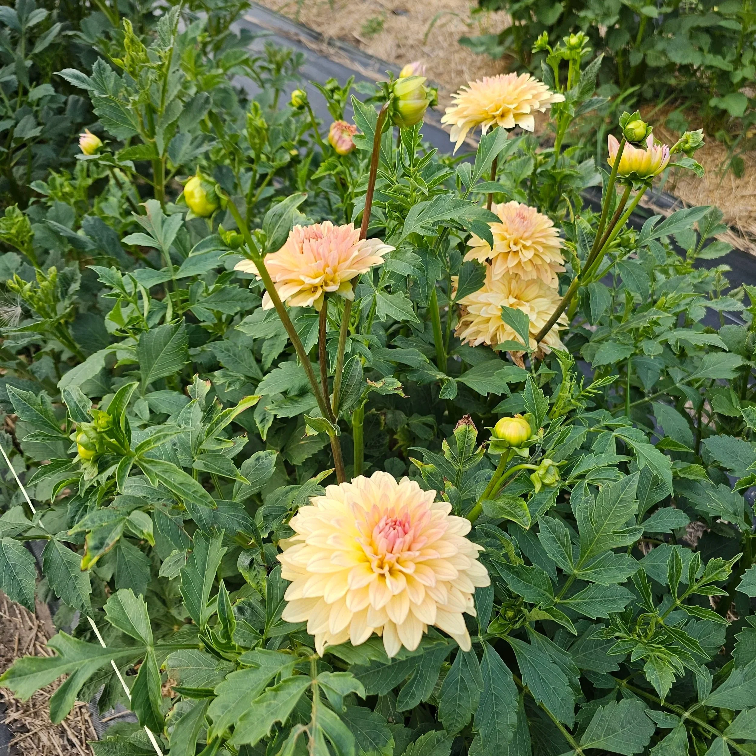 Lee's Sweet Corn Princess