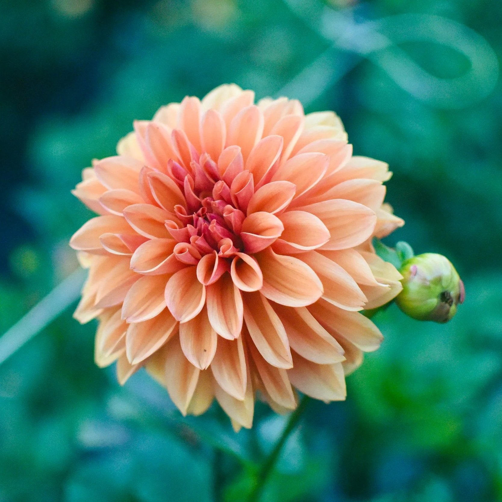 Robann Creamsicle Dahlia