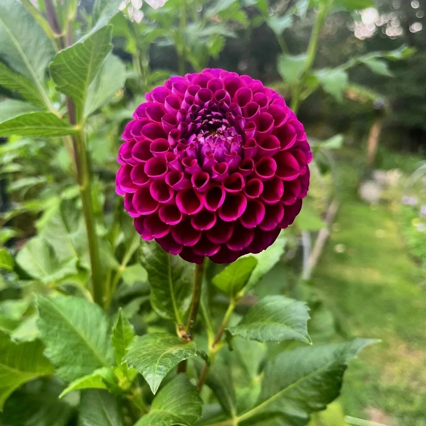 Ivanetti Dahlia