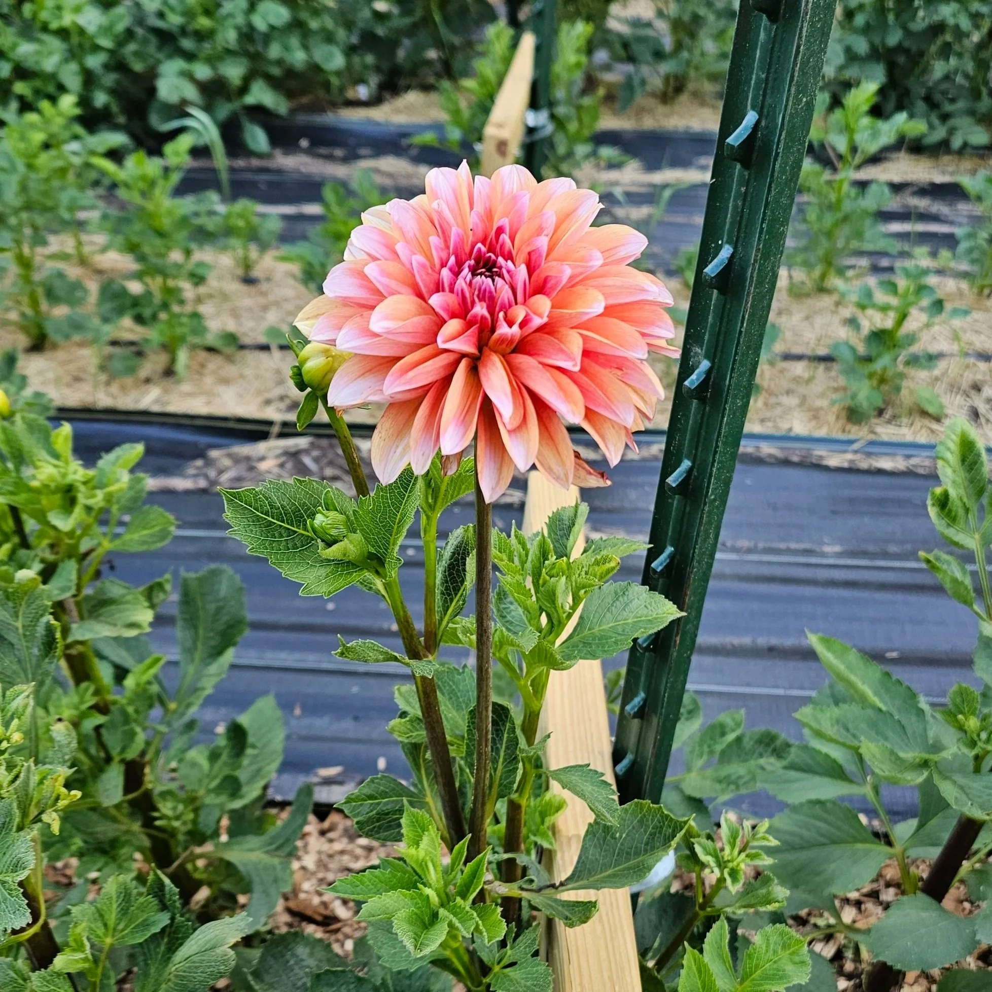 Robann Creamsicle Dahlia