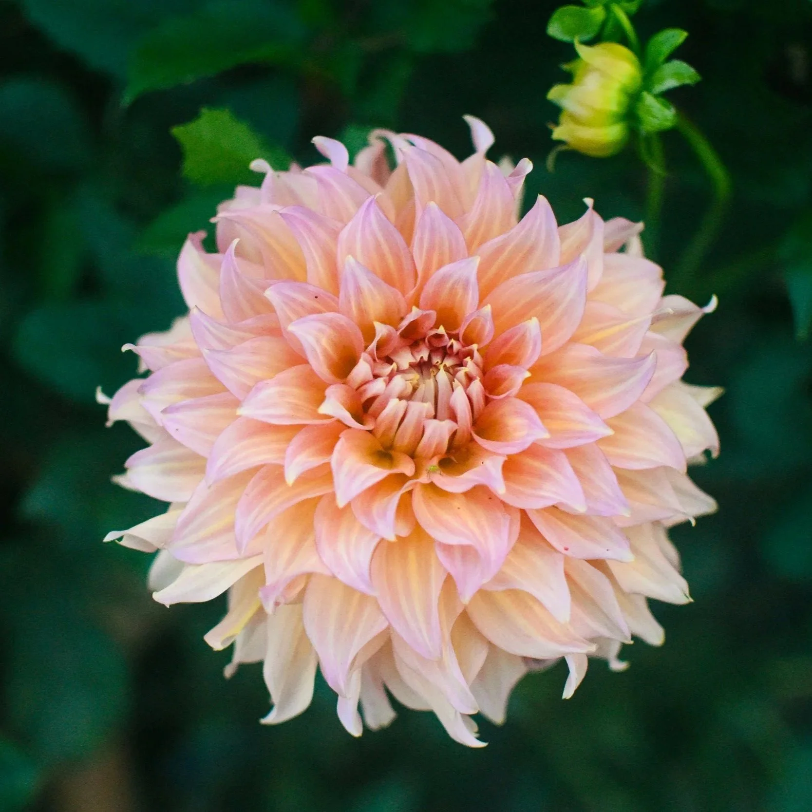 Summer Rain Dahlia
