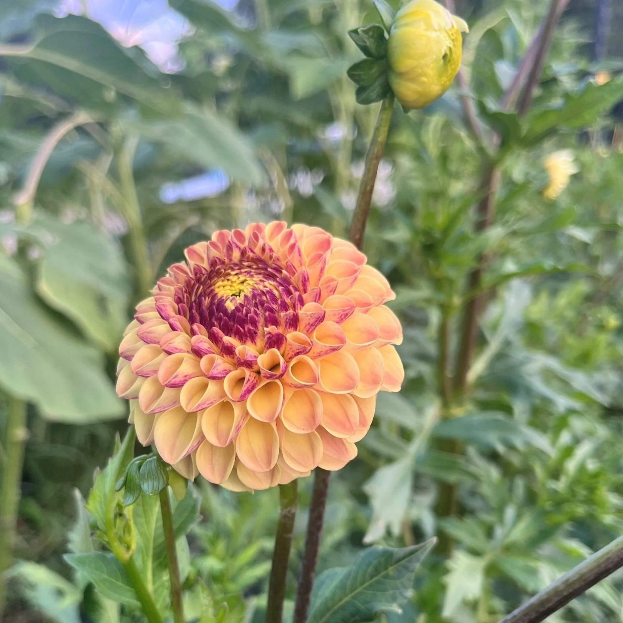 Ferncliff Spice Dahlia