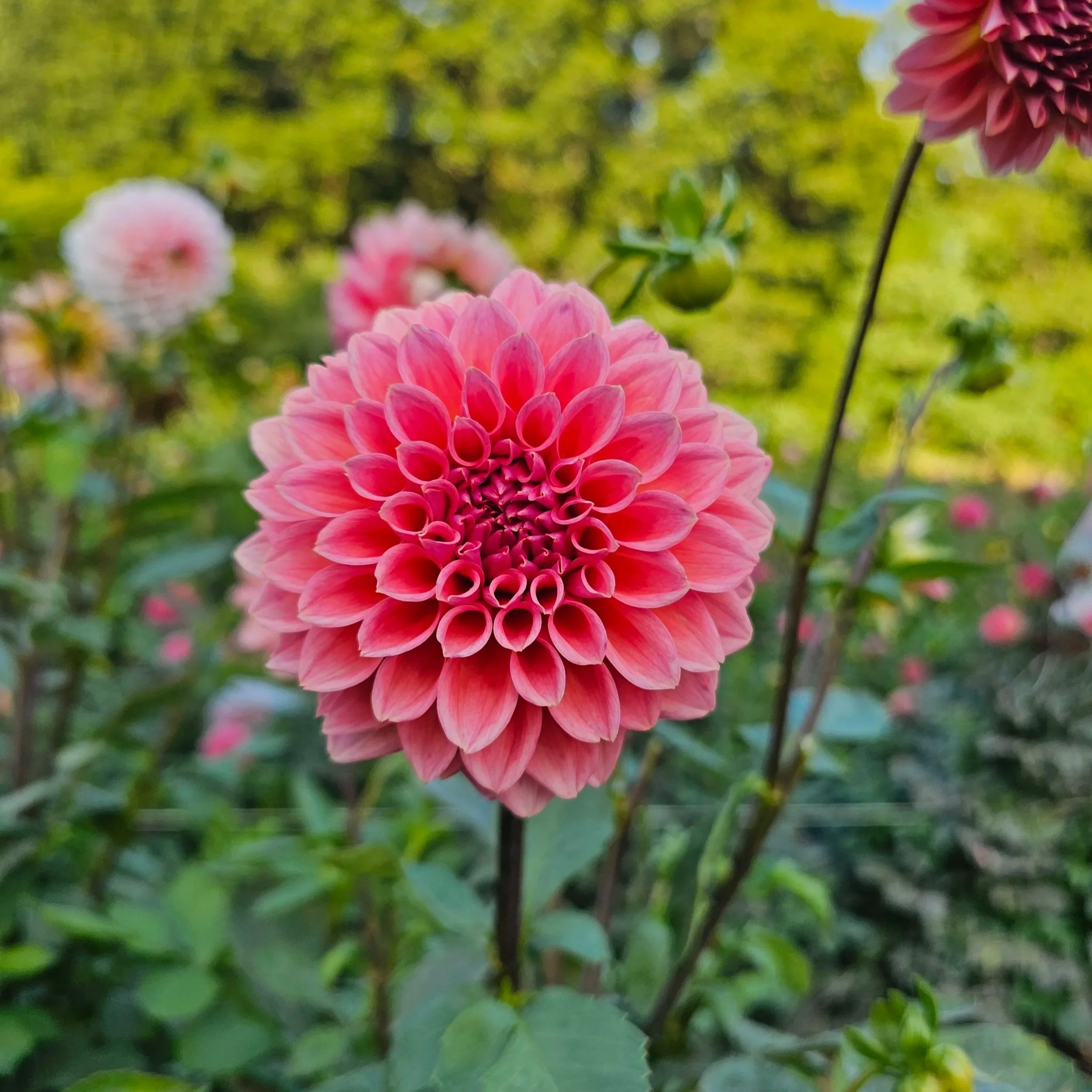 Lee's Pineberry Trifle