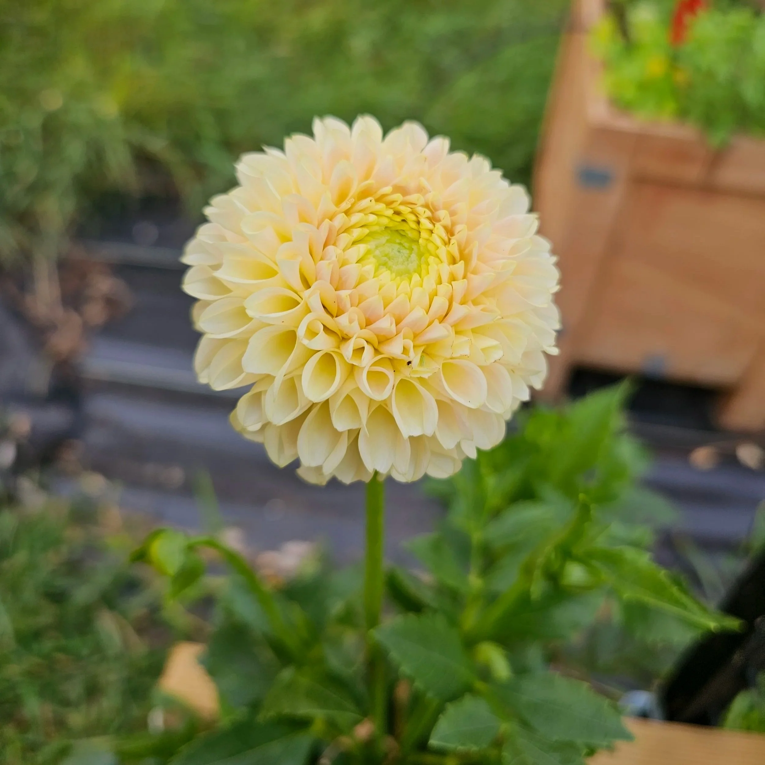 Skipley Moonglow Dahlia