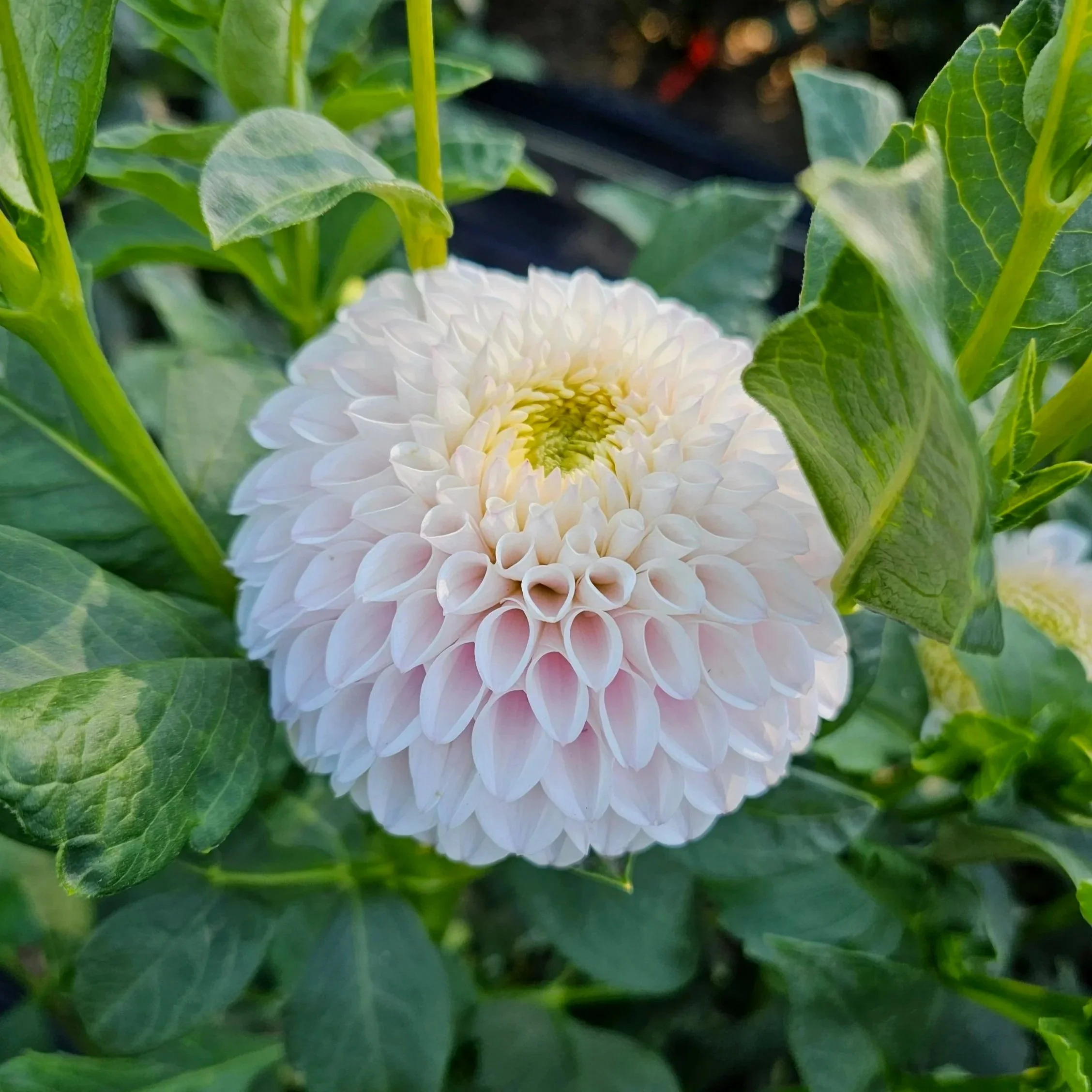 Pink Pearl Dahlia