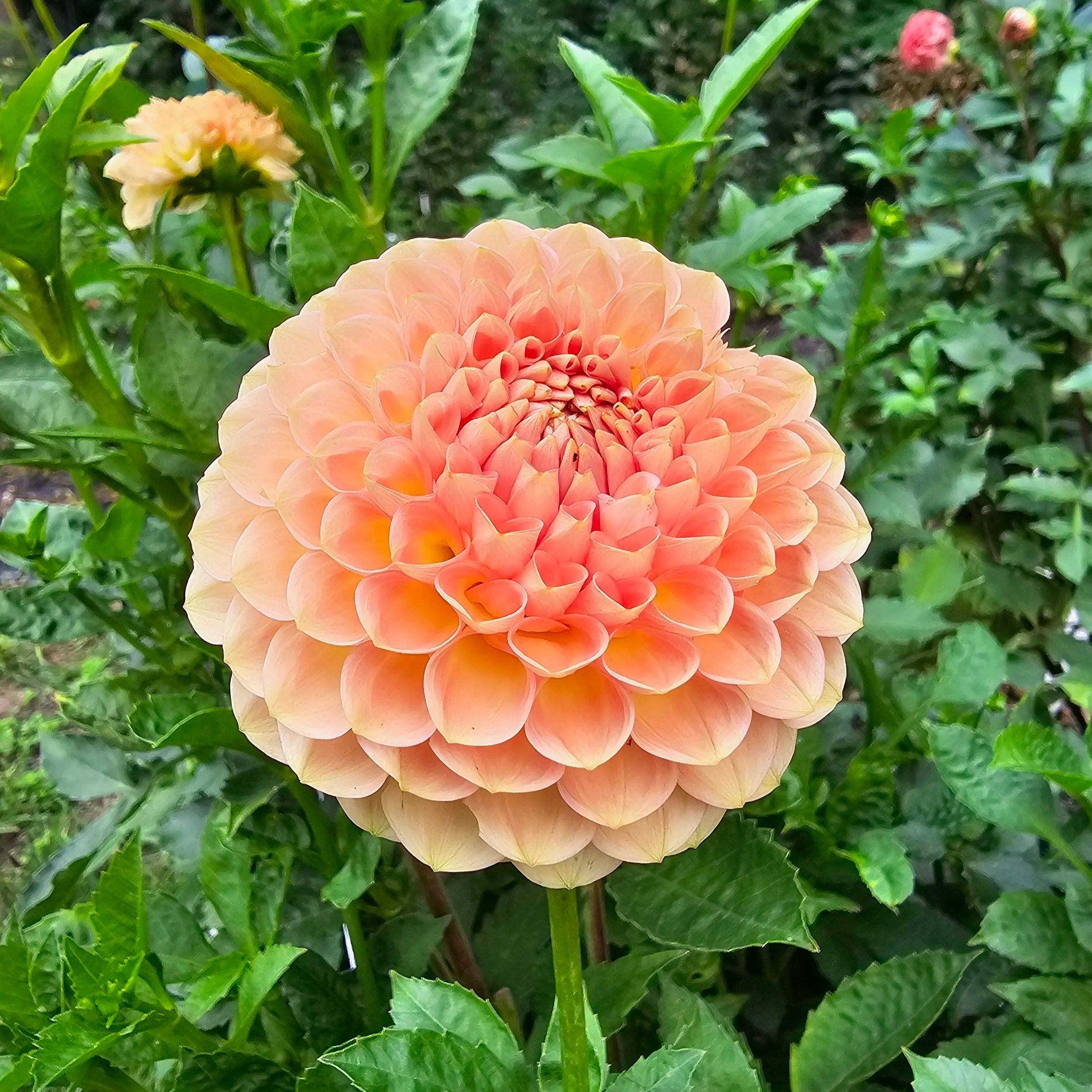 20th Ave Softer Peach