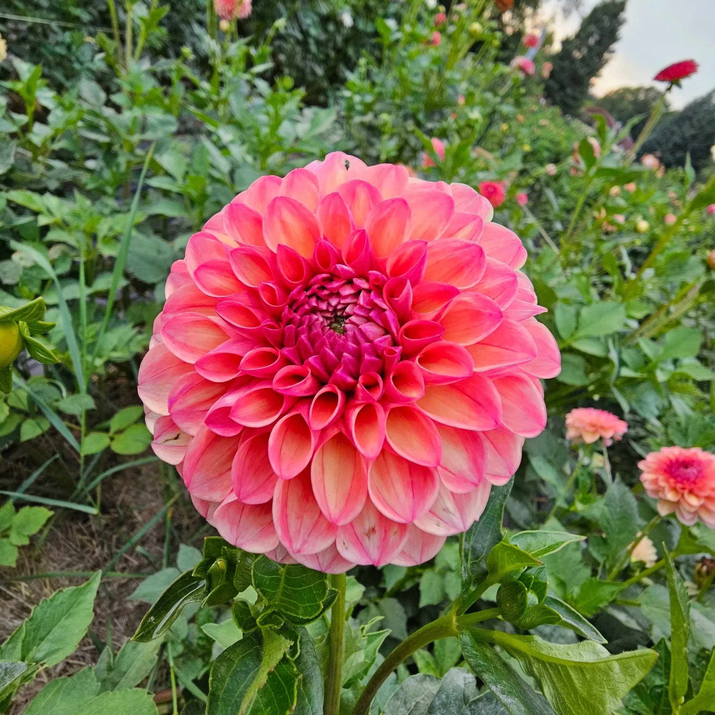 Cecil Dahlia