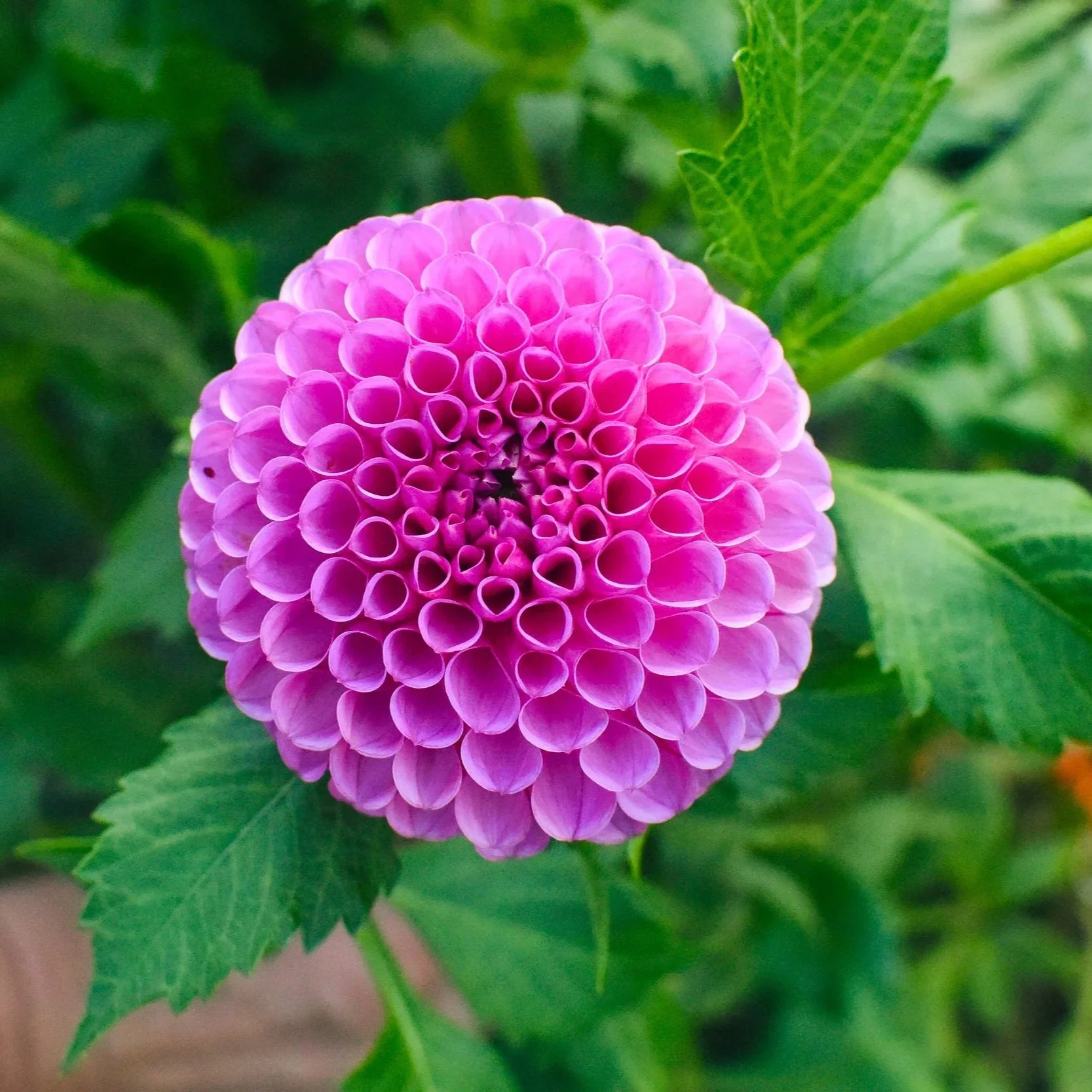 Tahoma April Dahlia