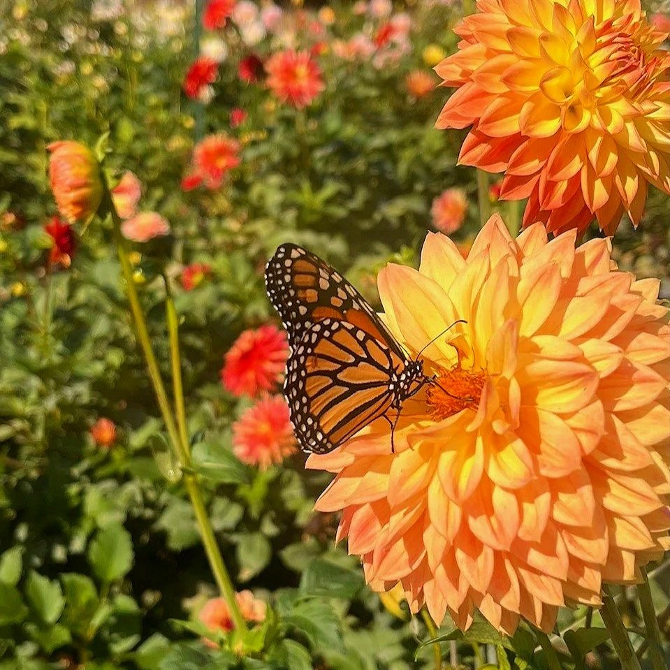 Monarch butterfly in a field of dahlias
