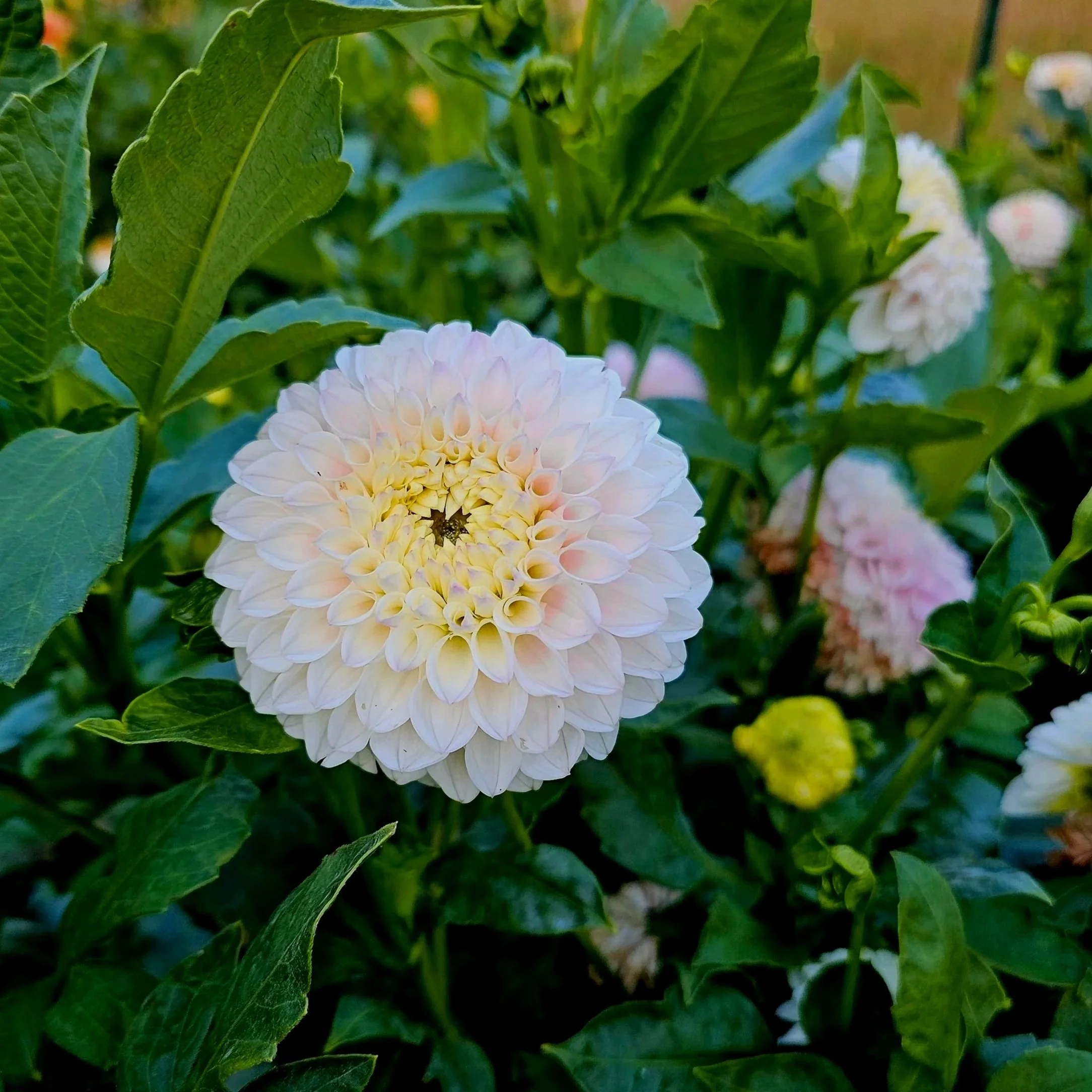 Pink Pearl Dahlia