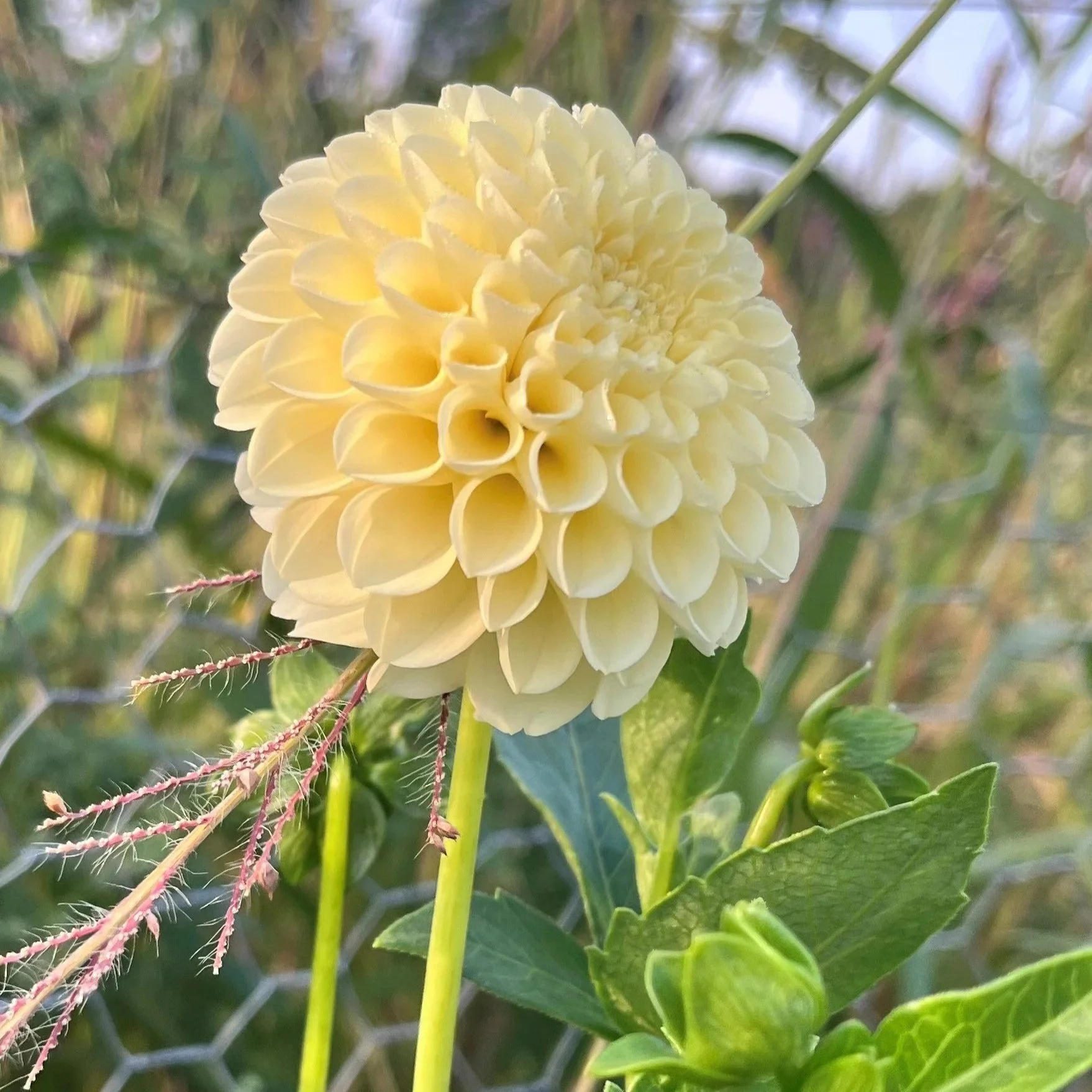 Creamy Dahlia