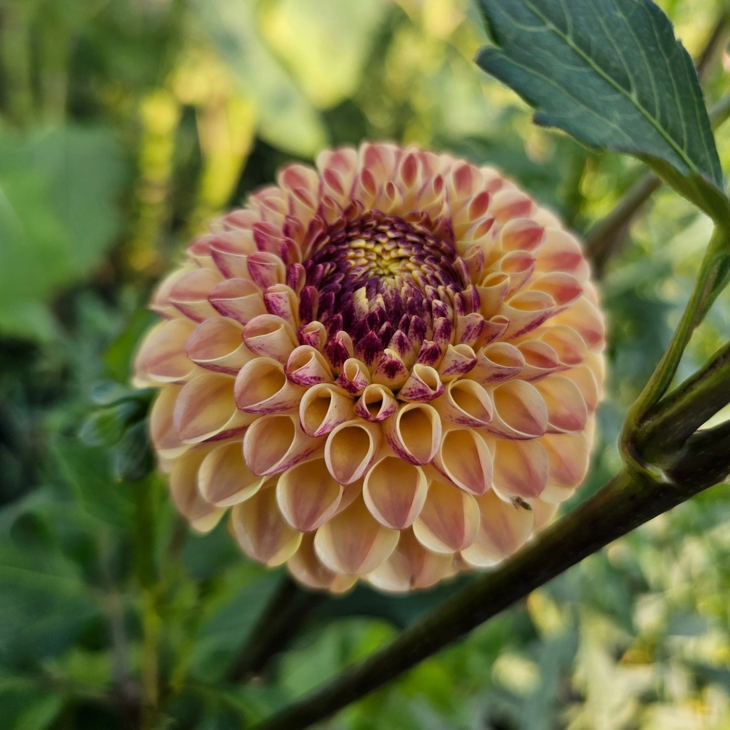 Ferncliff Spice Dahlia