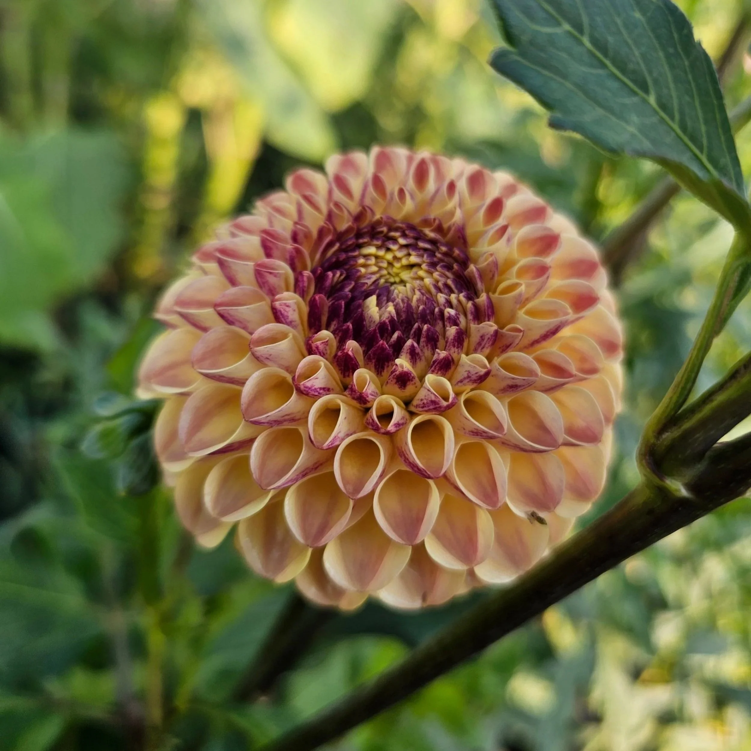 Ferncliff Spice Dahlia