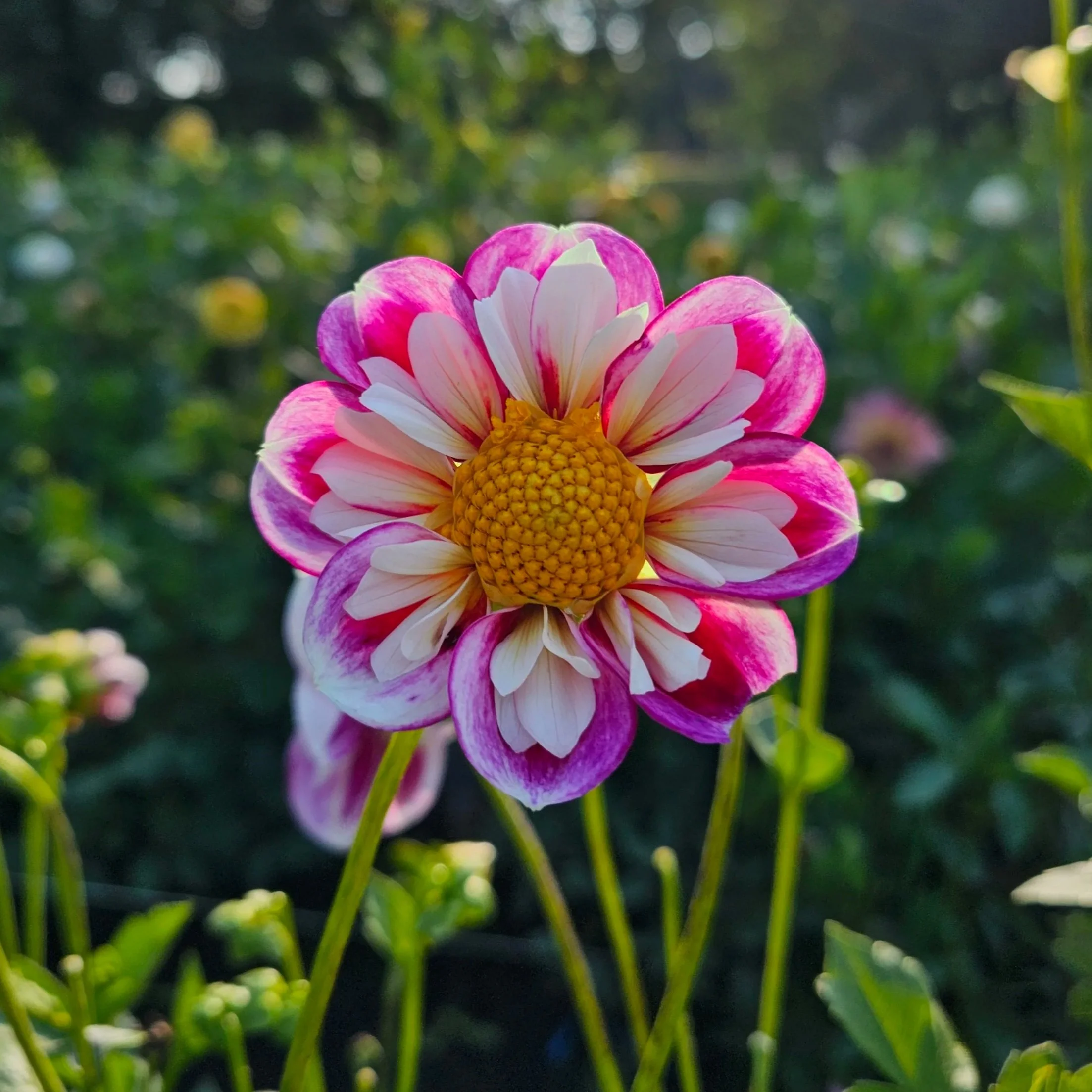 Bumble Rumble Dahlia