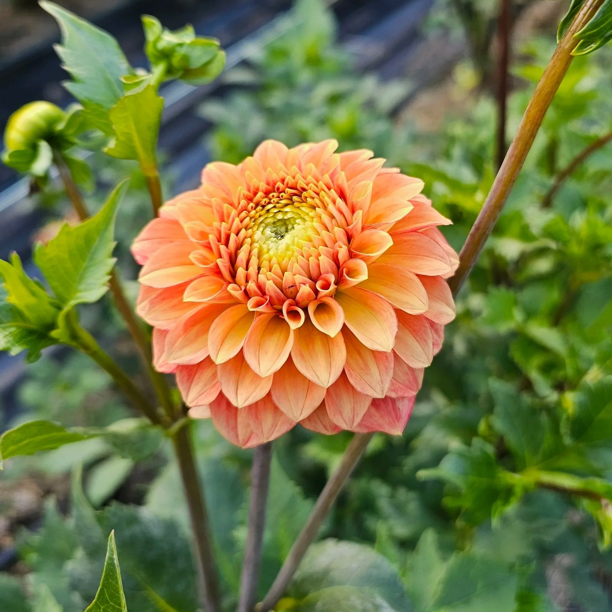Camano Buz Dahlia